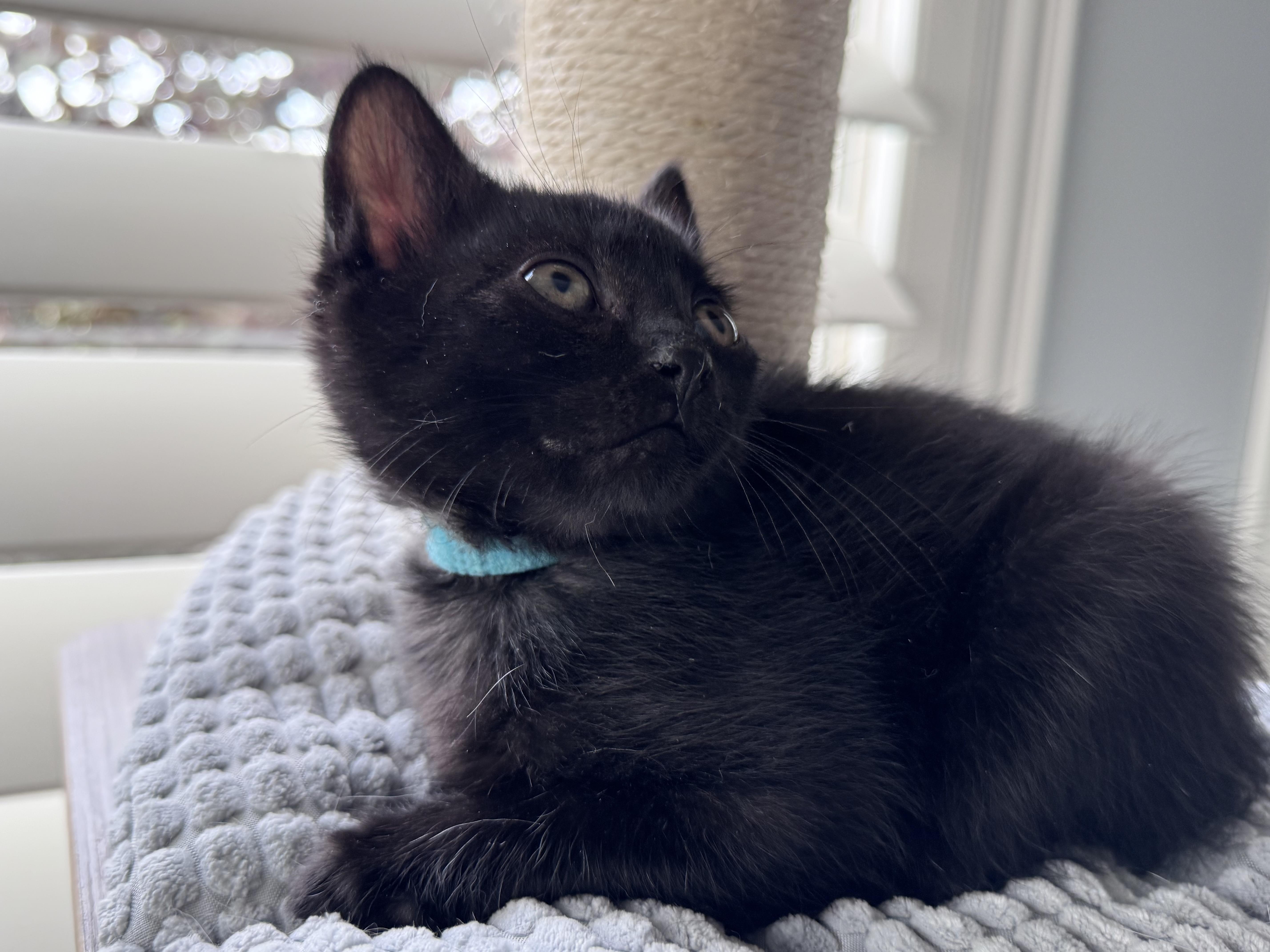 Bat, a Adoptable Domestic Short Hair in Fruit Heights, UT image 3/6