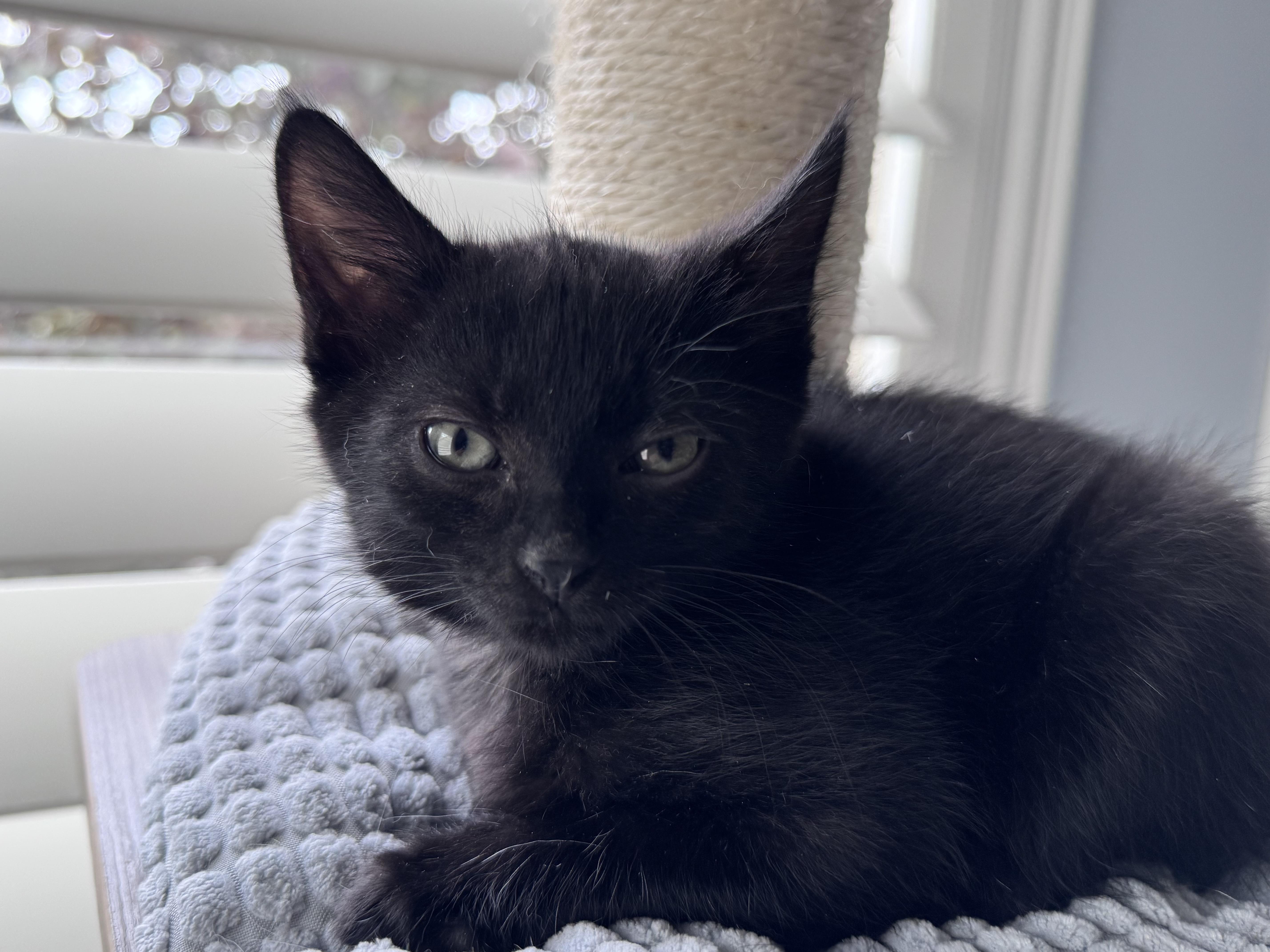 Bat, a Adoptable Domestic Short Hair in Fruit Heights, UT image 4/6