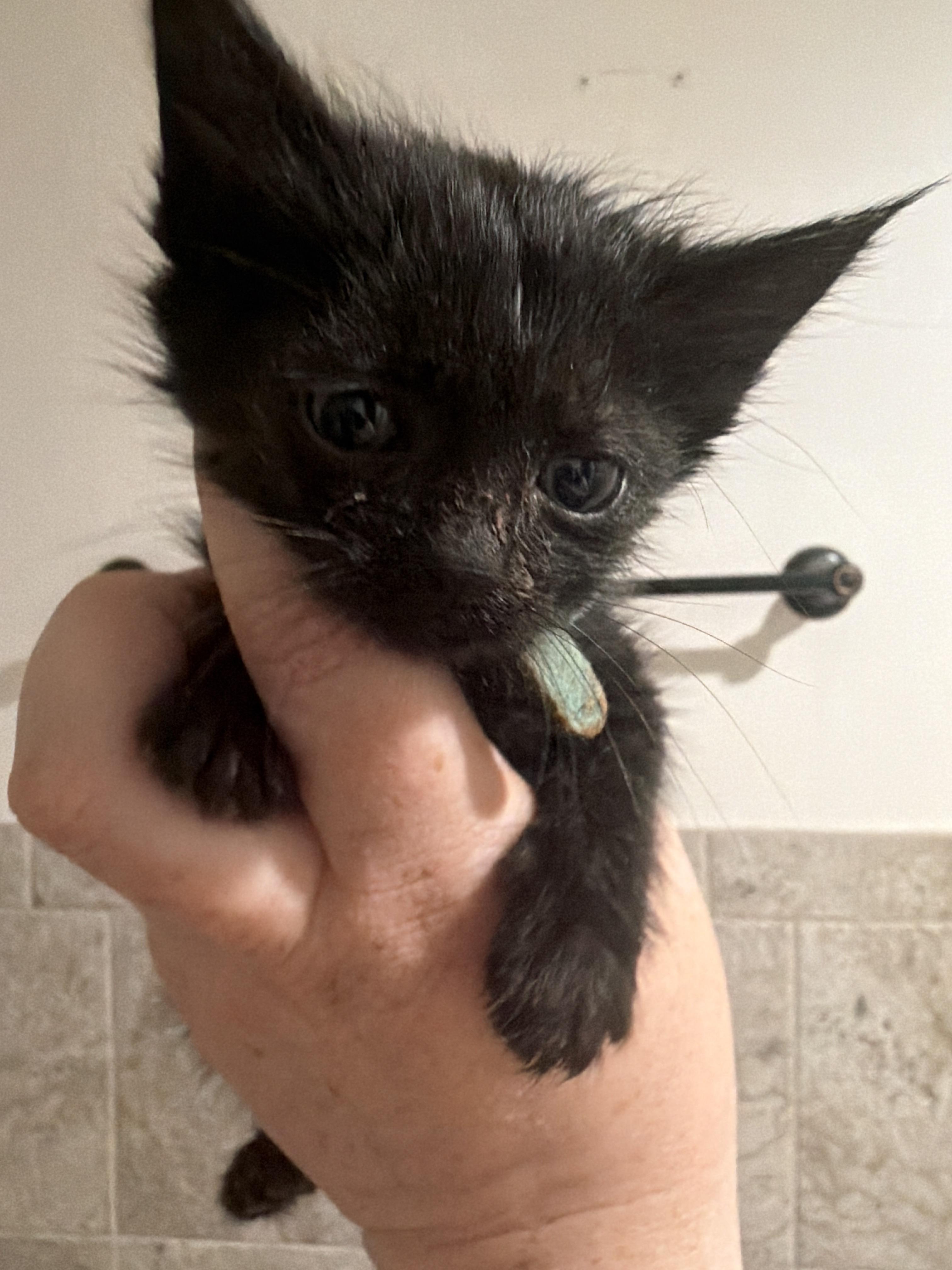 Bat, a Adoptable Domestic Short Hair in Fruit Heights, UT image 5/6