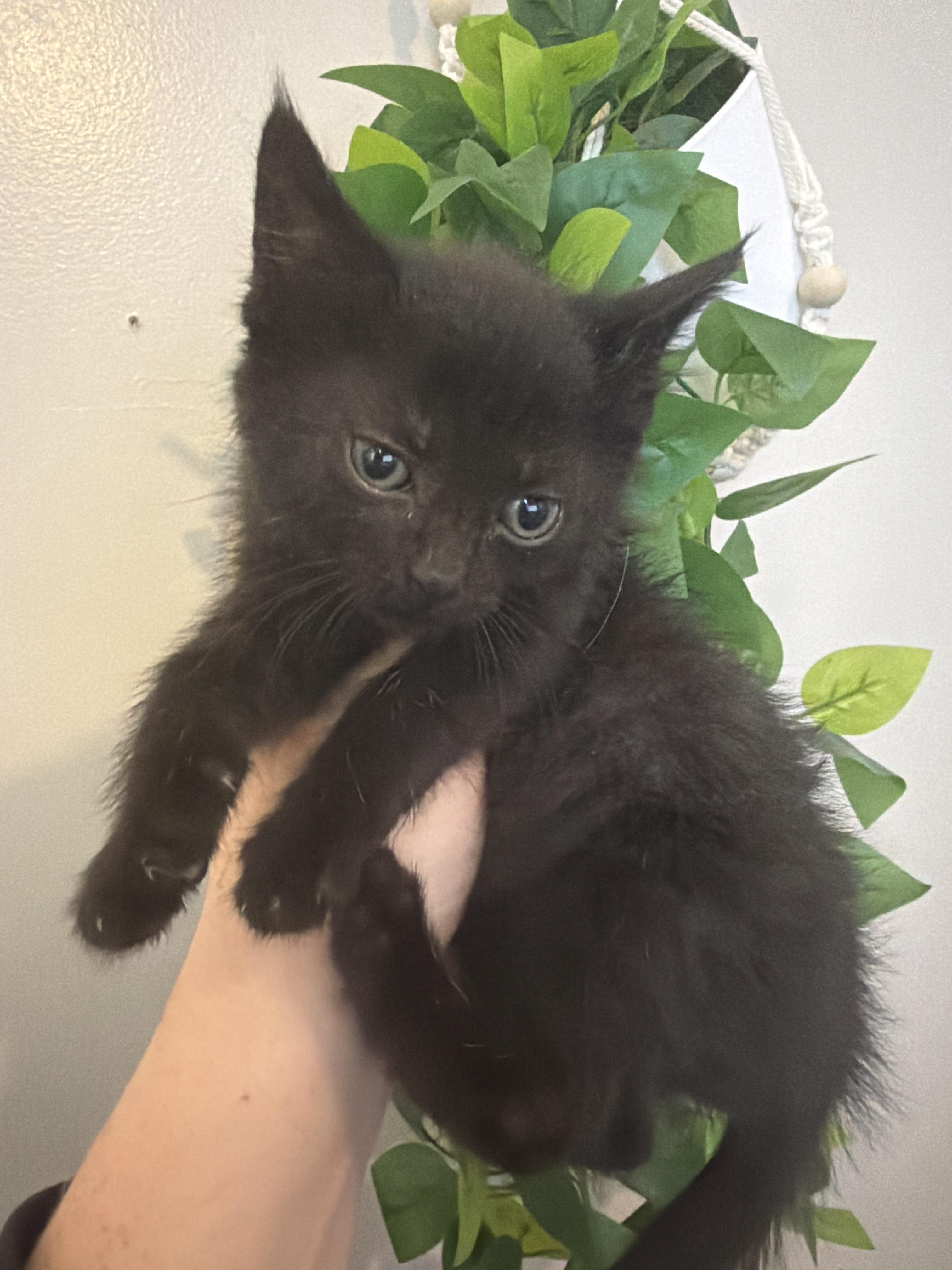 Bat, a Adoptable Domestic Short Hair in Fruit Heights, UT image 6/6