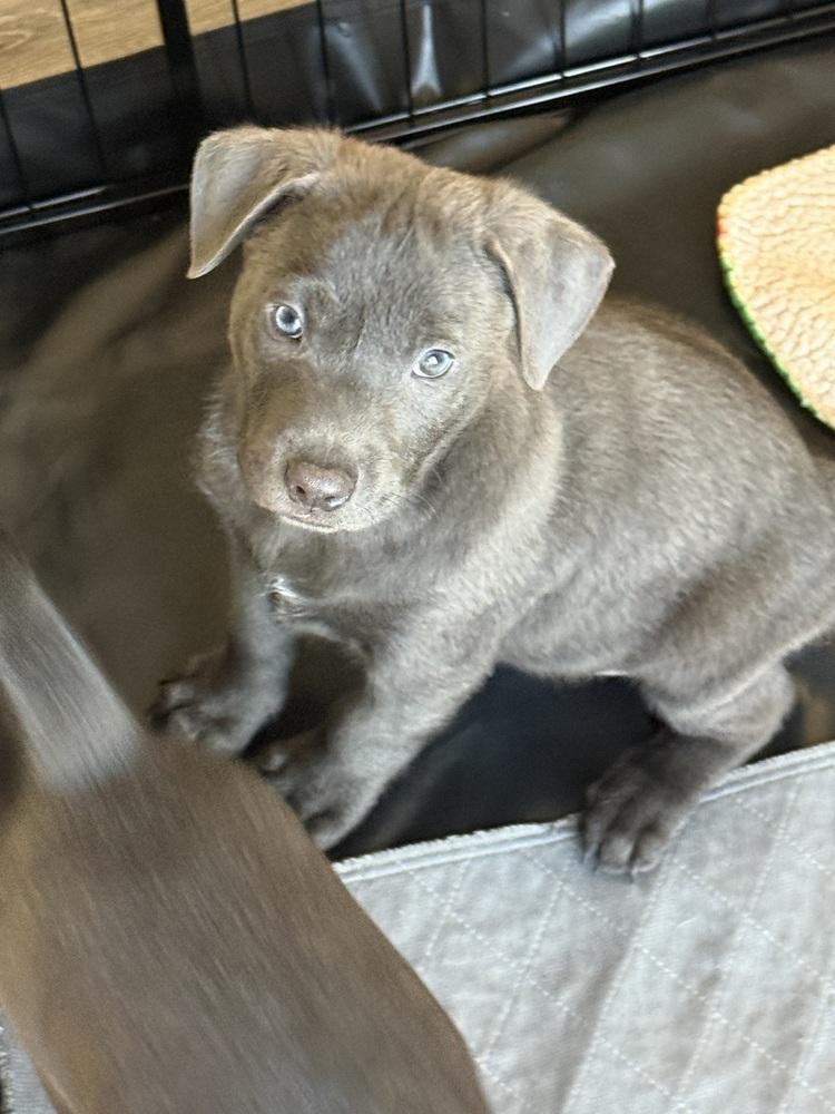 Coming soon 1, Adoptable, Puppy Female Shar-Pei.