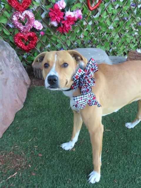 Enlarge GINGER, a Adoptable mixed breed in Oklahoma City, OK image 1/1