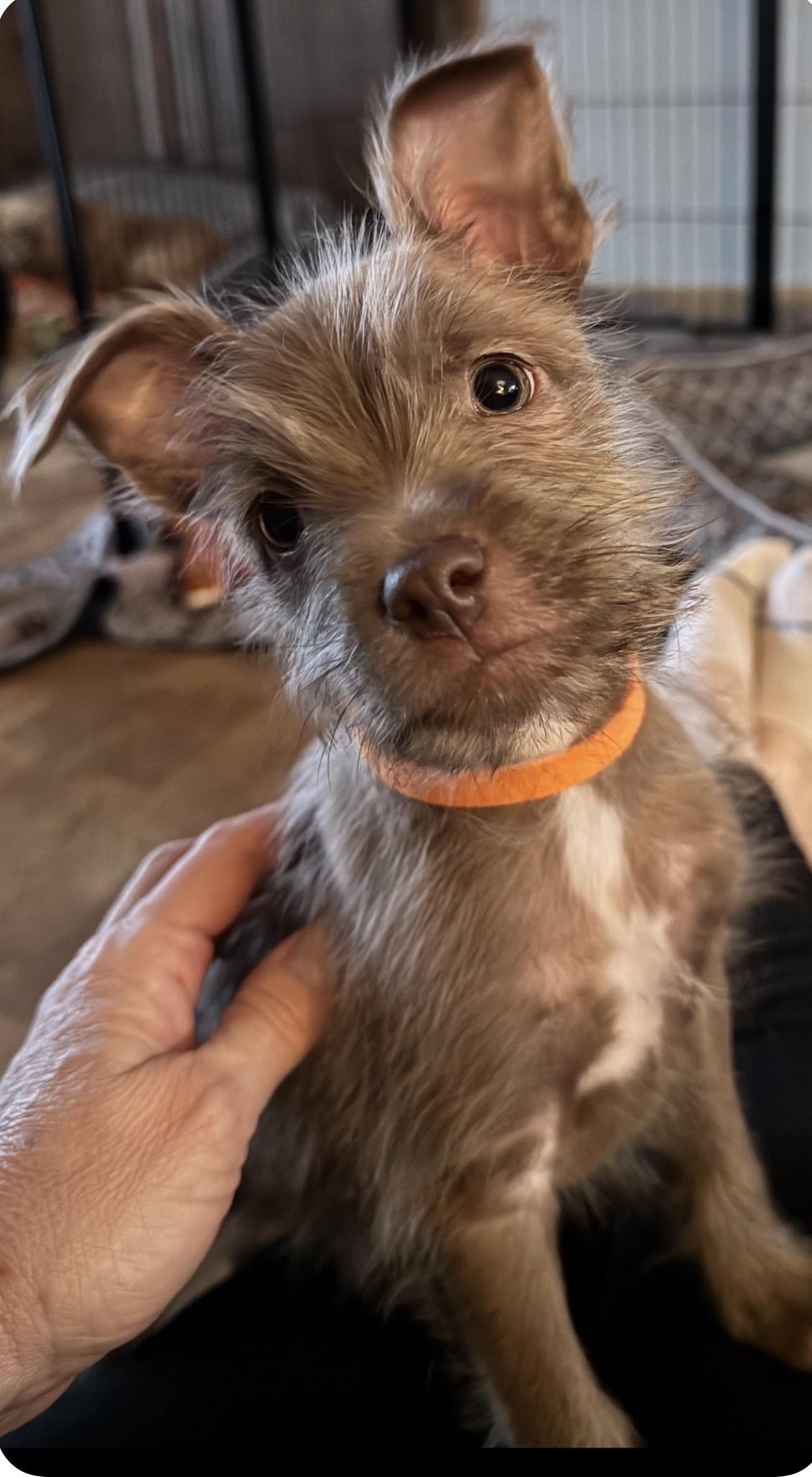 Eros, adopted, Puppy Male Border Terrier.