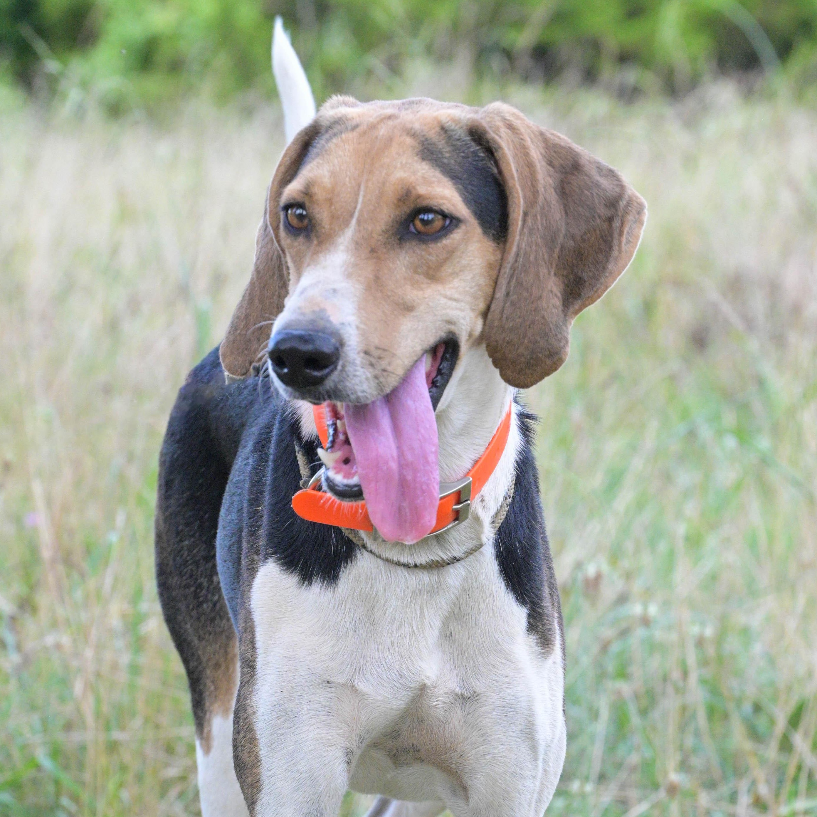 Enlarge Holly, a Adoptable mixed breed in Centerville , MA image 5/6
