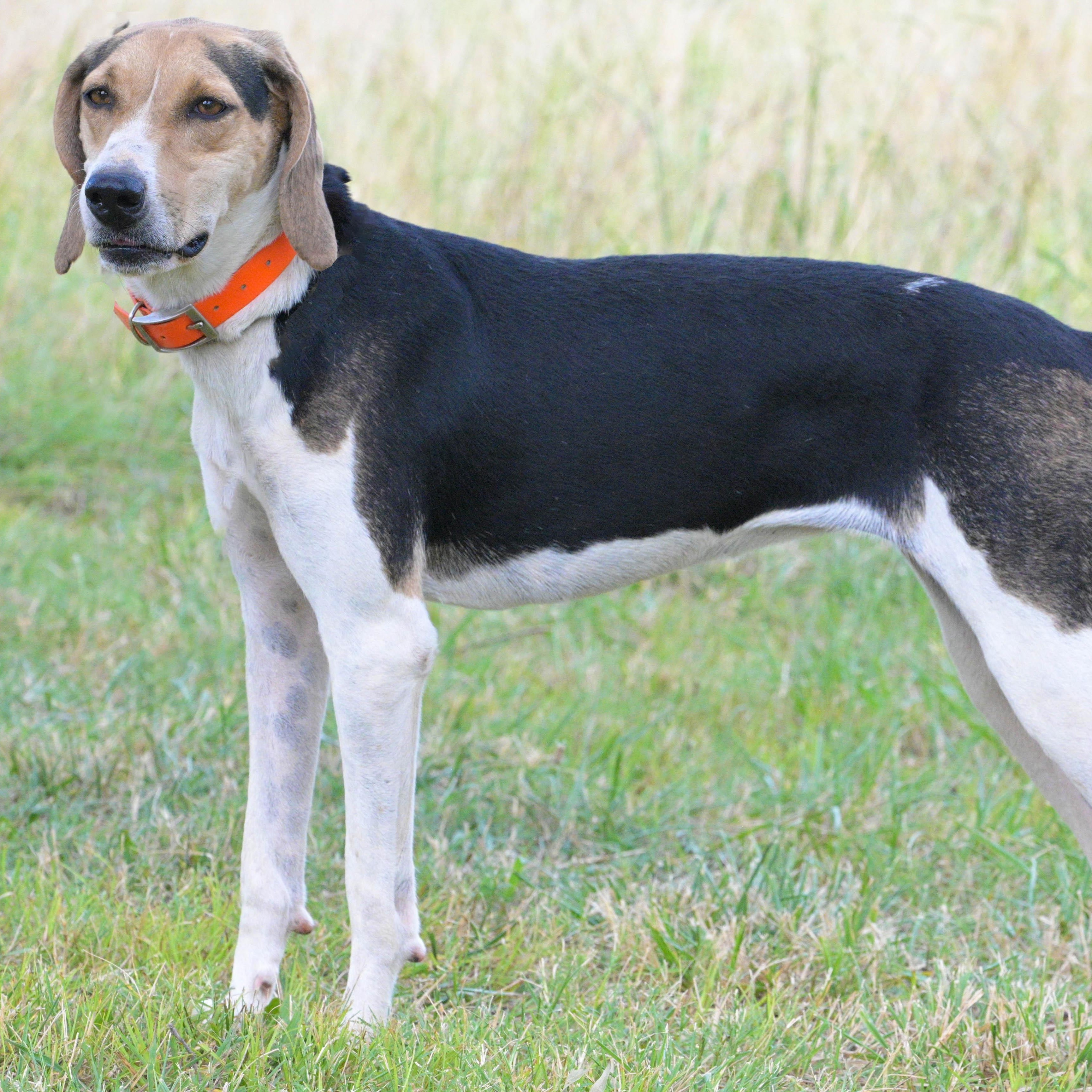 Enlarge Holly, a Adoptable mixed breed in Centerville , MA image 3/6
