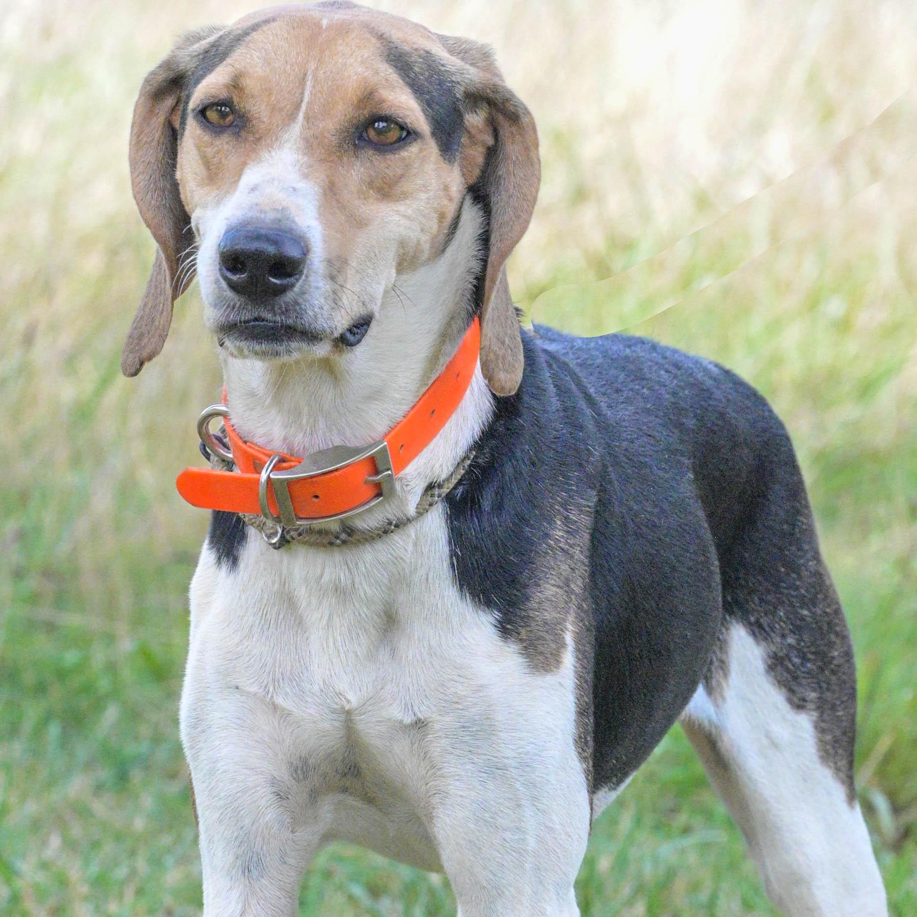 Enlarge Holly, a Adoptable mixed breed in Centerville , MA image 2/6