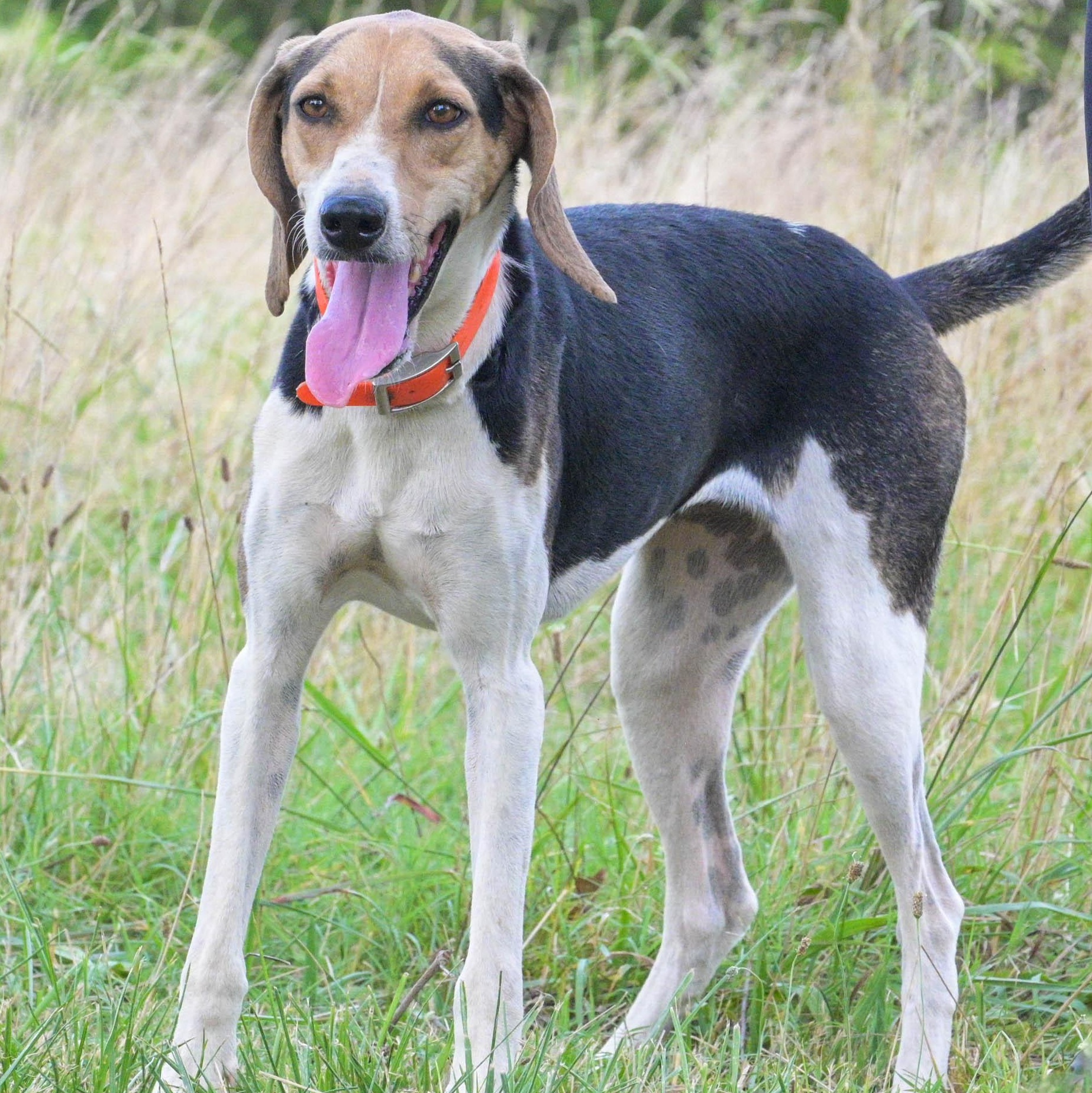 Enlarge Holly, a Adoptable mixed breed in Centerville , MA image 4/6