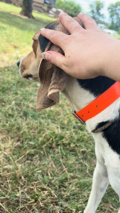 Enlarge Holly, a Adoptable mixed breed in Centerville , MA video 6/6