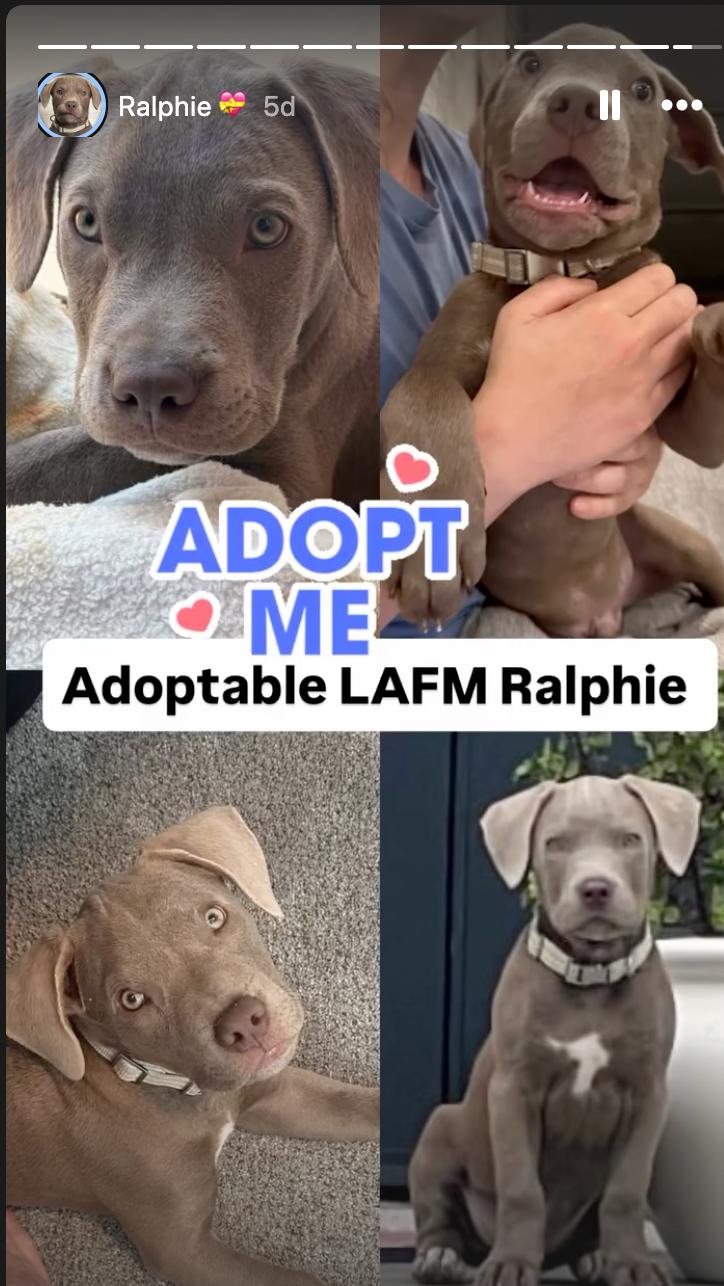 Ralphie, a Adopted Pit Bull Terrier in Beverly Hills, CA image 4/6