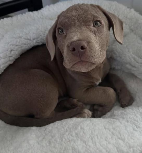 Ralphie, a Adopted Pit Bull Terrier in Beverly Hills, CA image 2/6