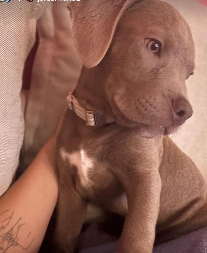 Ralphie, a Adopted Pit Bull Terrier in Beverly Hills, CA image 3/6