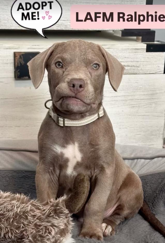 Ralphie, a Adopted Pit Bull Terrier in Beverly Hills, CA image 1/6