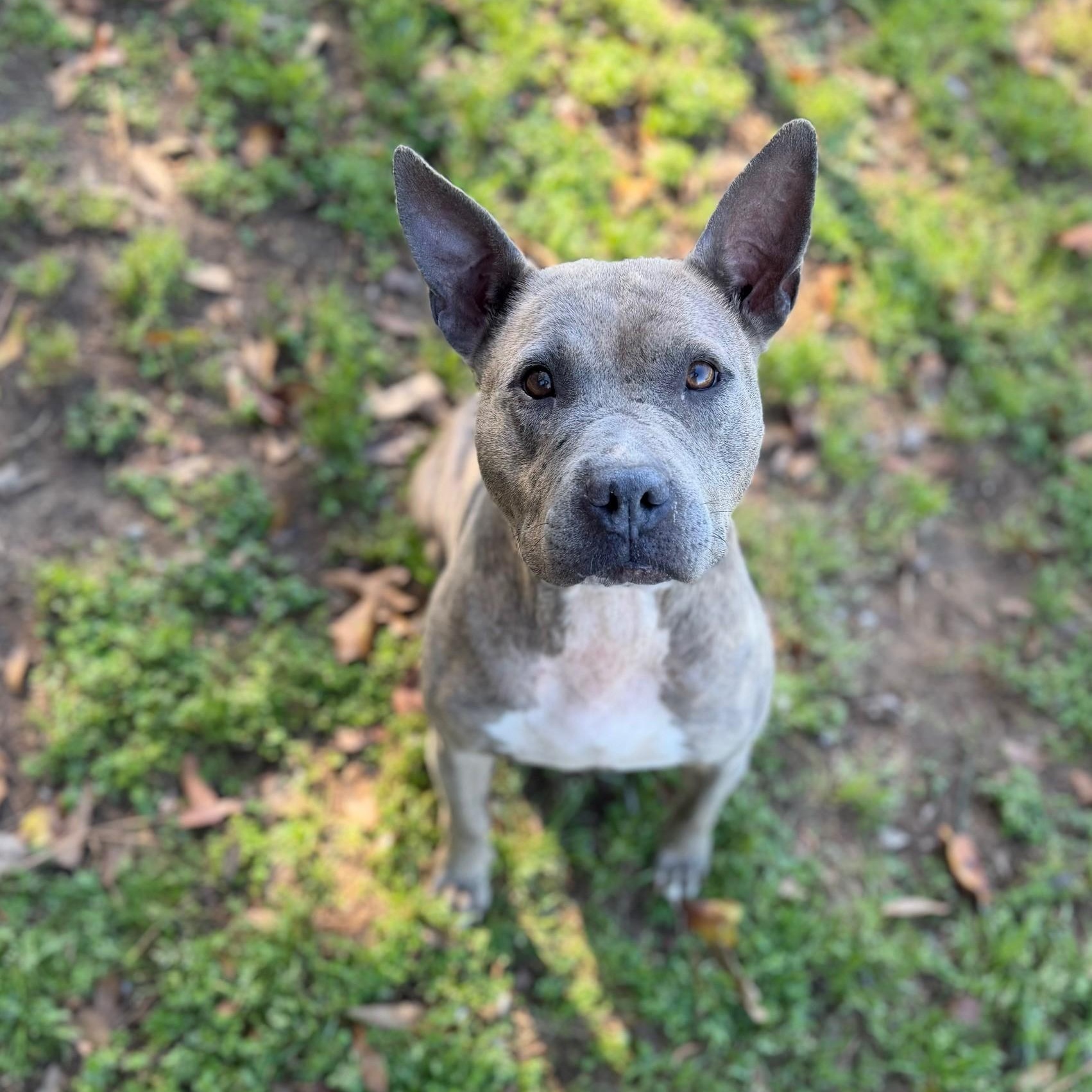 Enlarge Tyra, a ADOPTABLE Mixed Breed in Summerdale, AL image 1/1