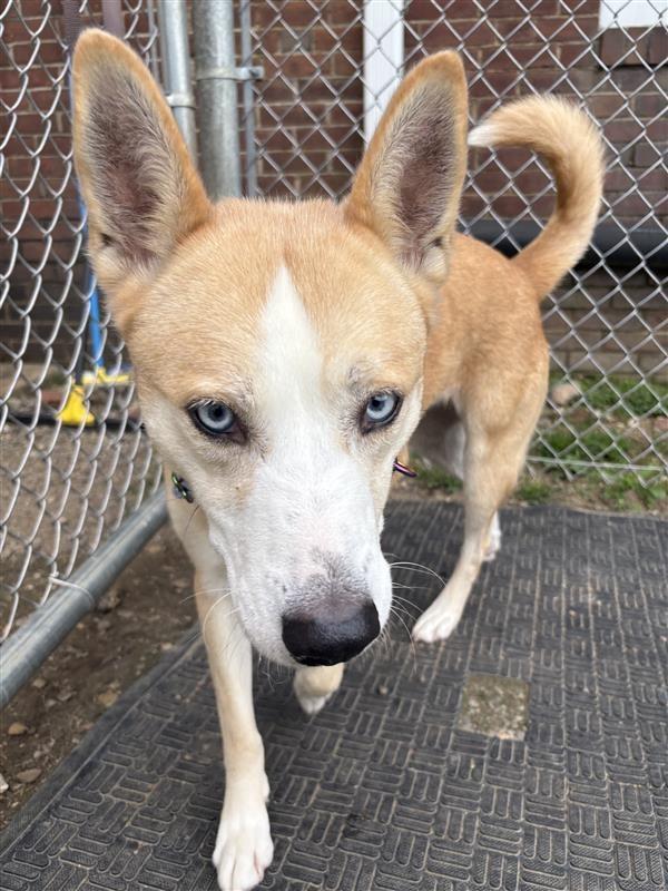 Enlarge Cupcake, a Adoptable mixed breed in New Kensington, PA image 1/6