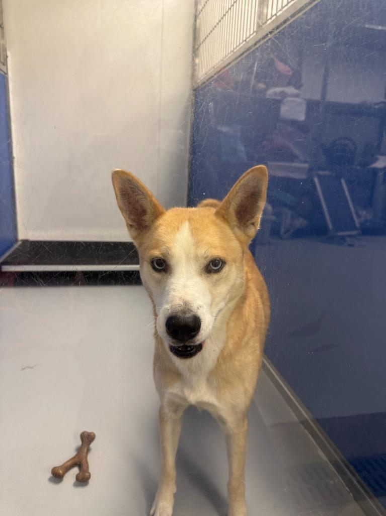 Enlarge Cupcake, a Adoptable mixed breed in New Kensington, PA image 2/6