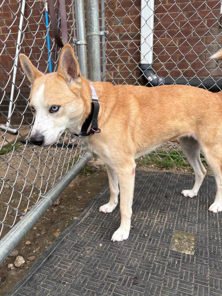 Enlarge Cupcake, a Adoptable mixed breed in New Kensington, PA image 4/6