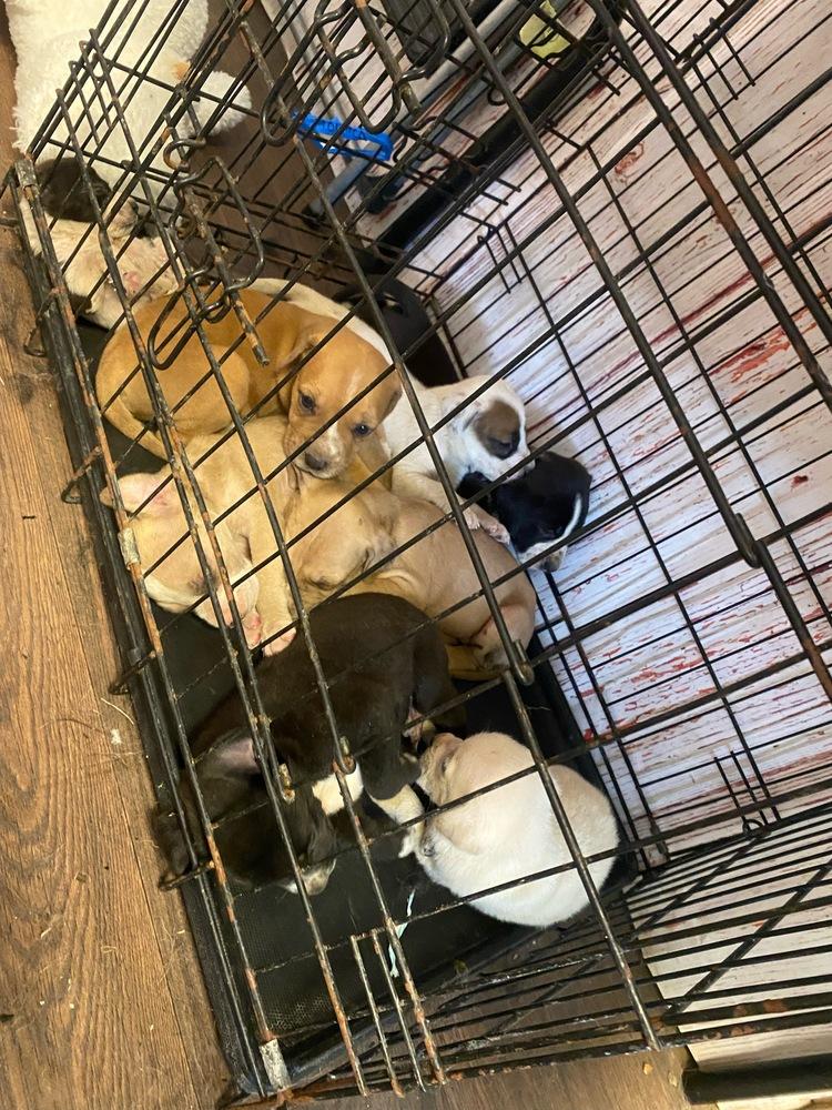 Enlarge Junie, a Adoptable mixed breed in Opelousas, LA image 1/5