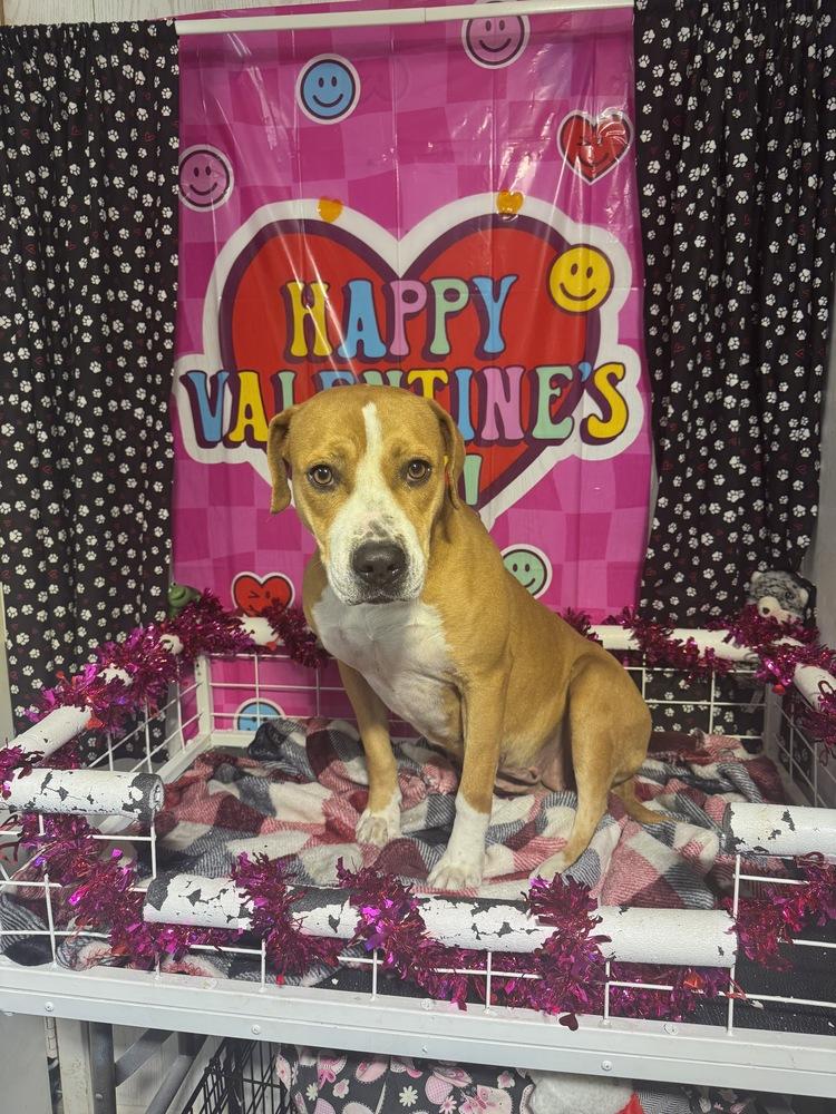 Enlarge Junie, a Adoptable mixed breed in Opelousas, LA image 3/5