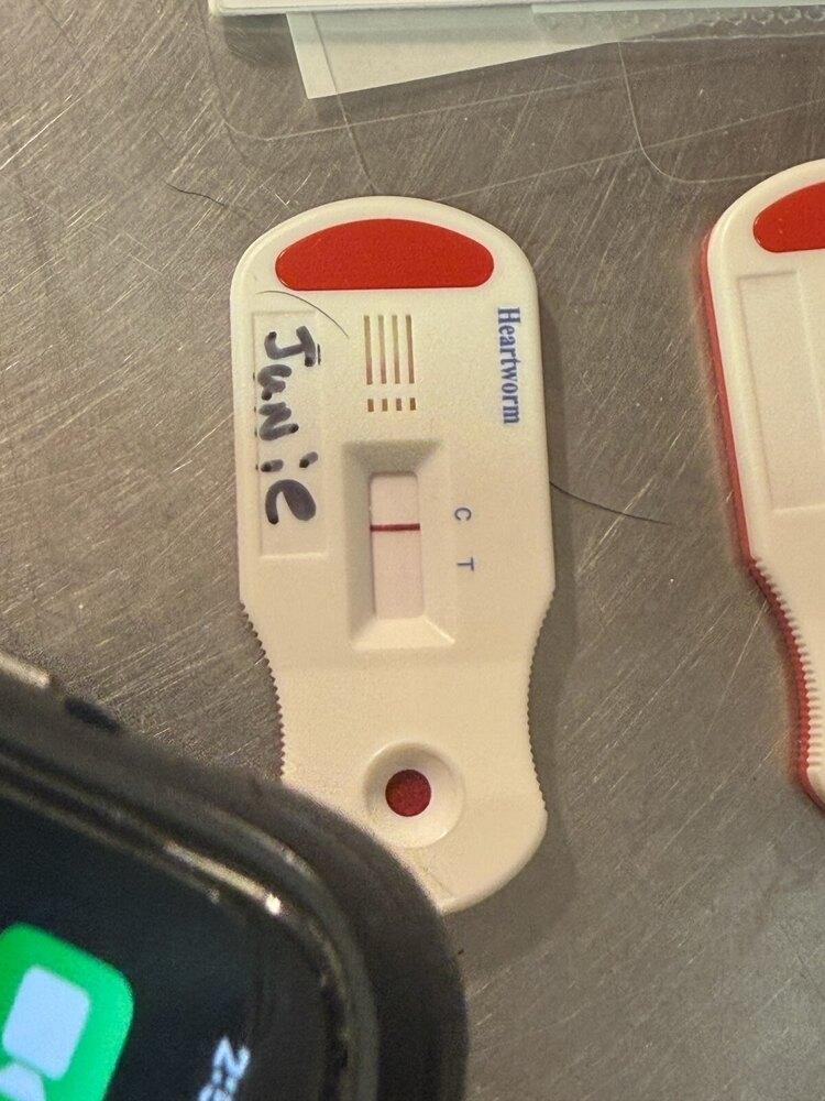 Enlarge Junie, a Adoptable mixed breed in Opelousas, LA image 5/5