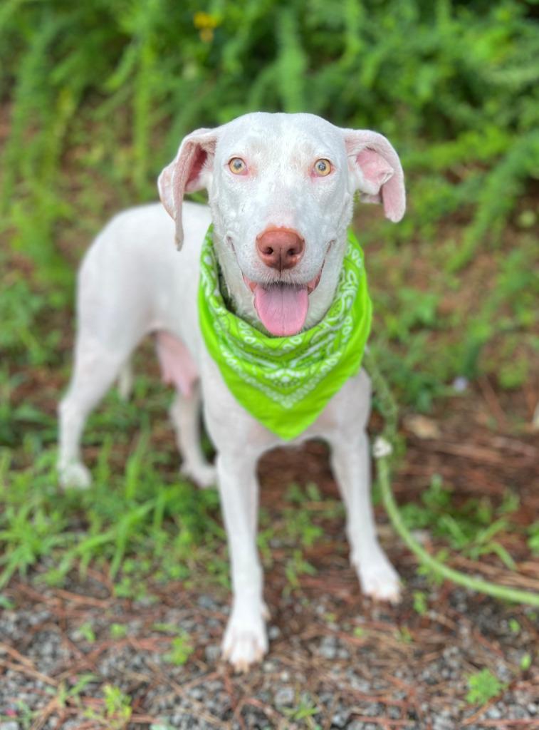 Tashina, Adoptable, Adult Female Mixed Breed.