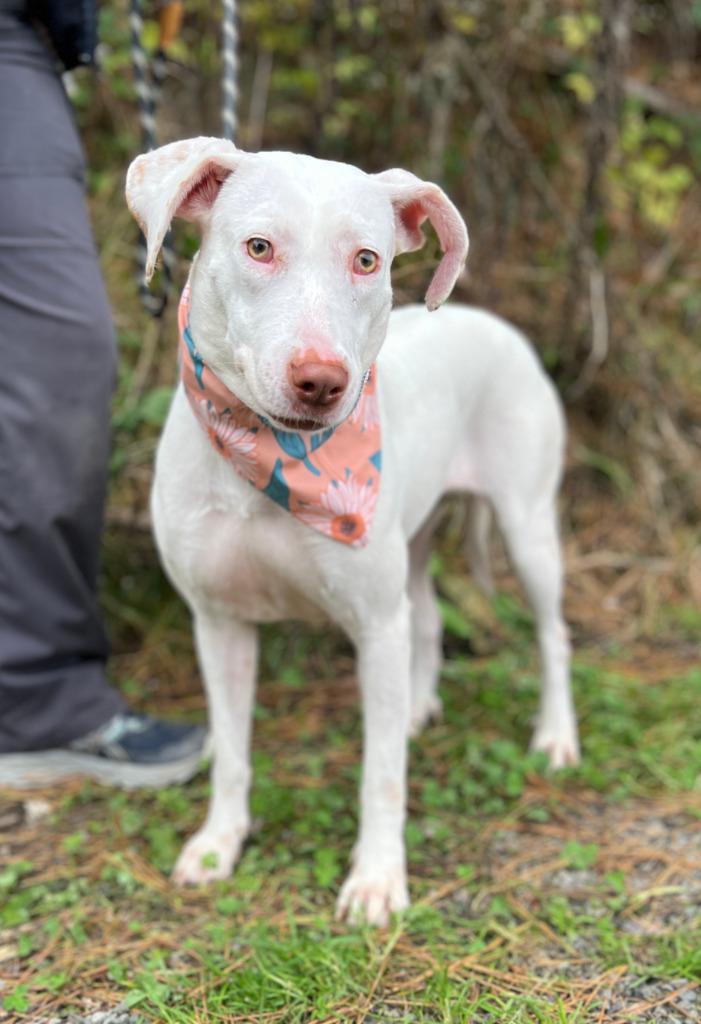 Enlarge Tashina, a Adoptable mixed breed in Ellijay, GA image 3/5