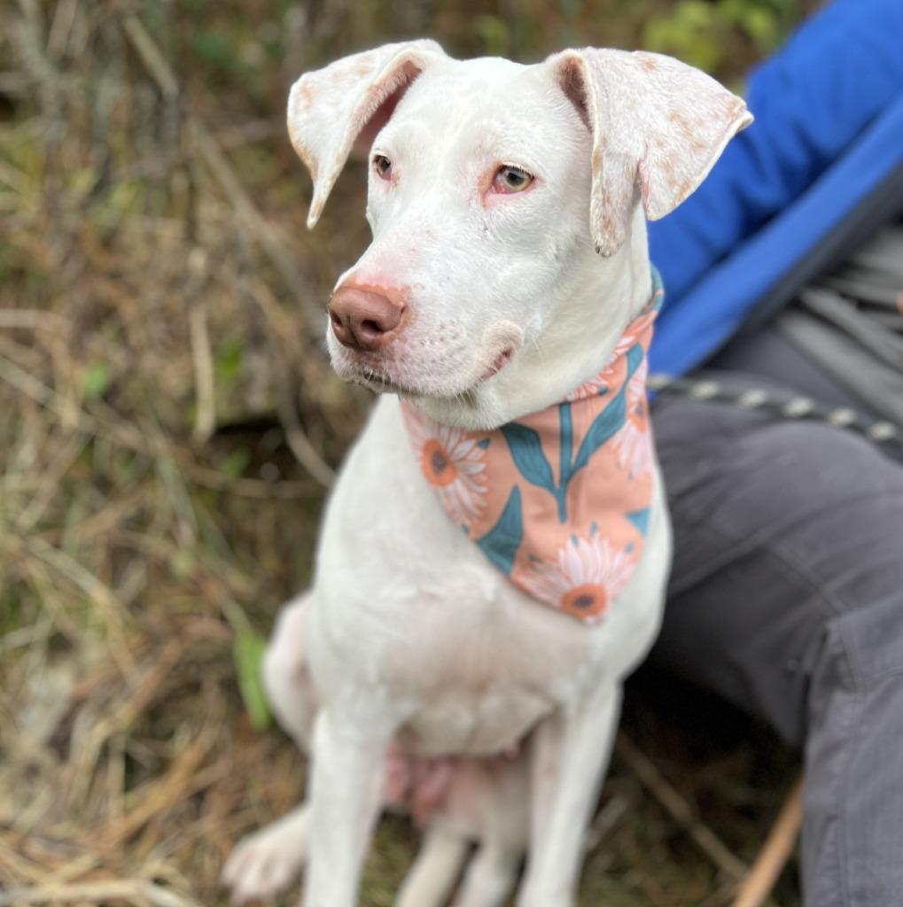 Enlarge Tashina, a Adoptable mixed breed in Ellijay, GA image 4/5