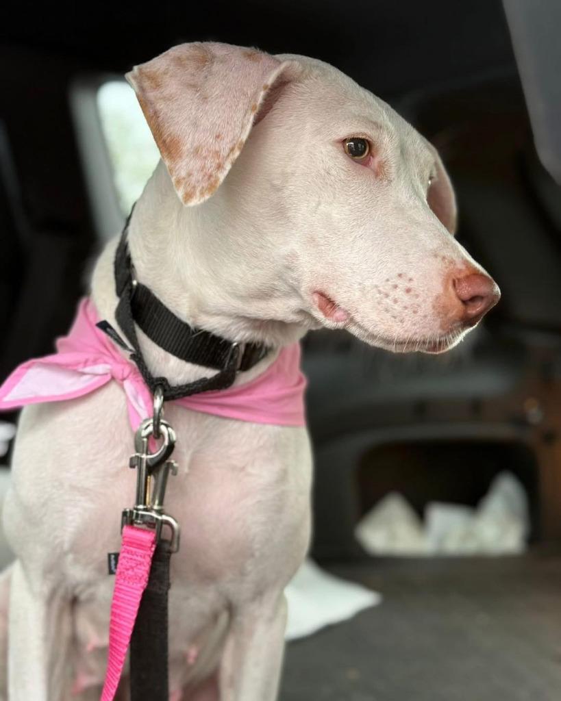 Enlarge Tashina, a Adoptable mixed breed in Ellijay, GA image 5/5