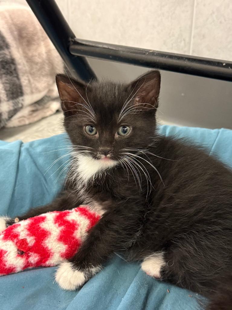 Enlarge Firecracker, a Adoptable mixed breed in Syracuse, IN image 1/2