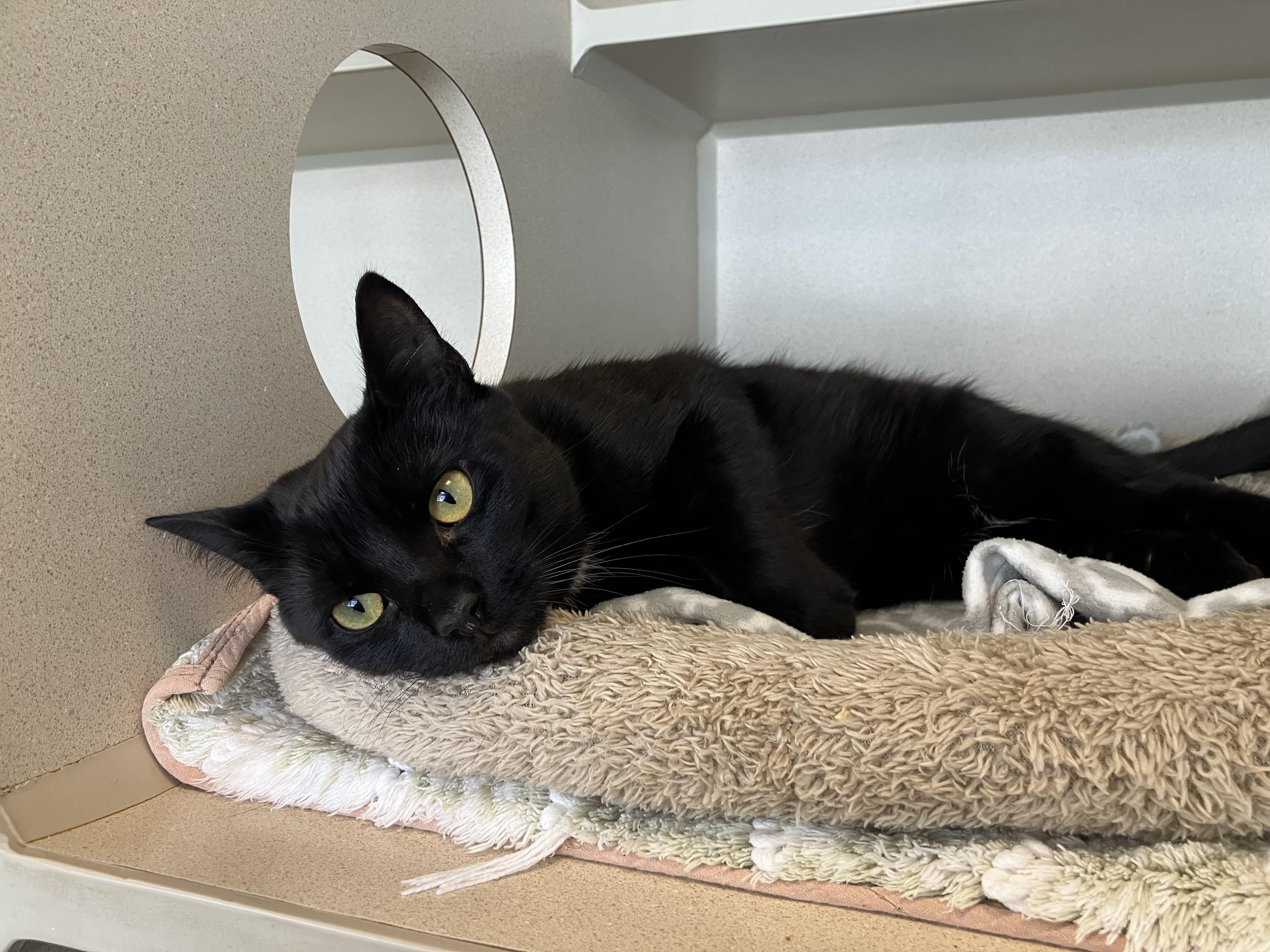 Enlarge Otto, an adopted Domestic Short Hair in Eatontown, NJ image 3/4