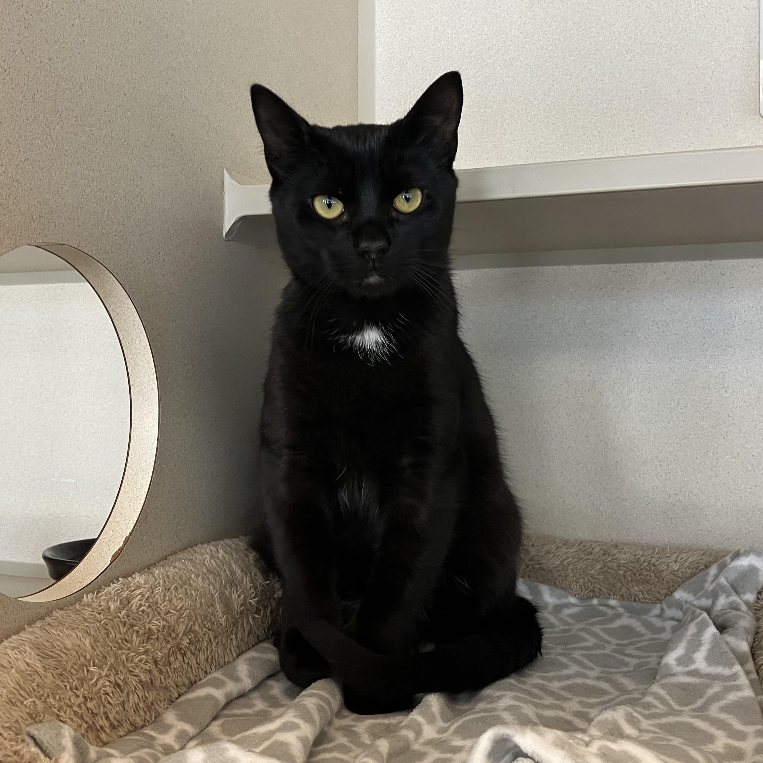 Otto, adopted, Young Male Domestic Short Hair.