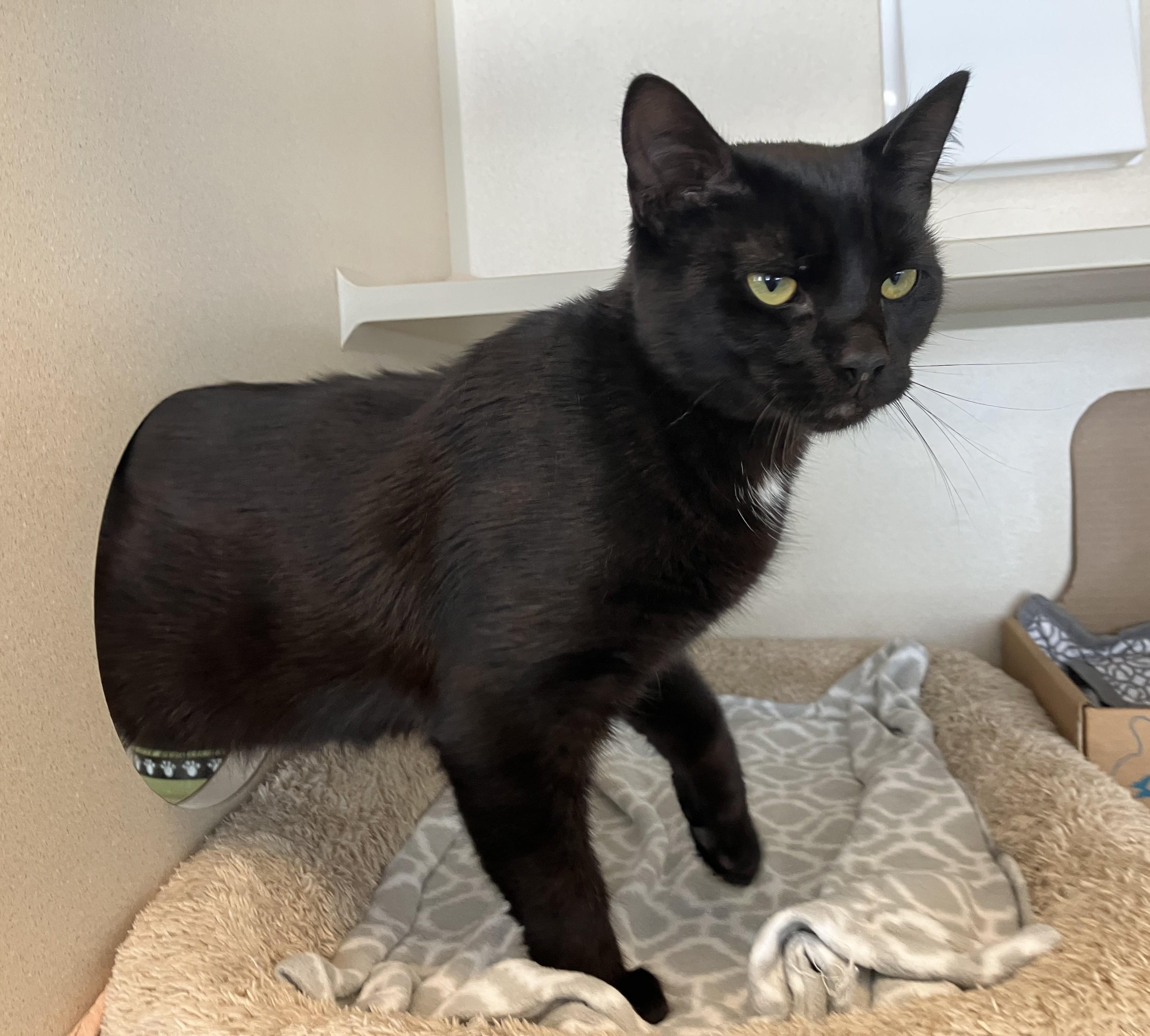 Enlarge Otto, an adopted Domestic Short Hair in Eatontown, NJ image 2/4