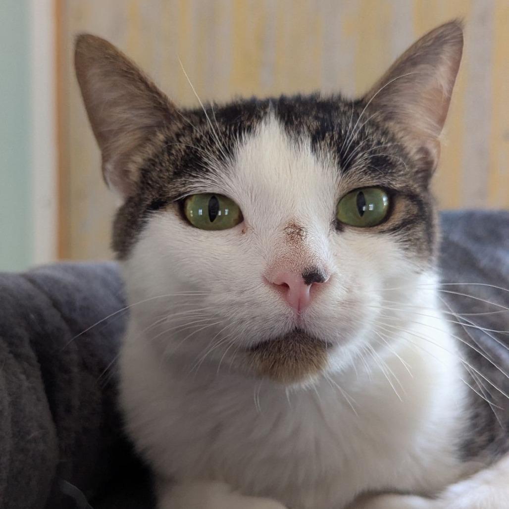 Adam Sandler, a Adoptable mixed breed in Ocala, FL image 4/4