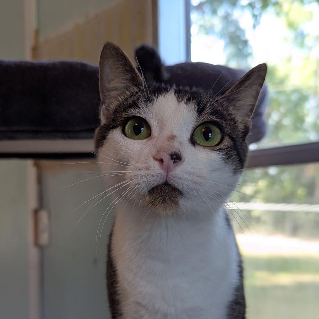 Adam Sandler, a Adoptable mixed breed in Ocala, FL image 3/4