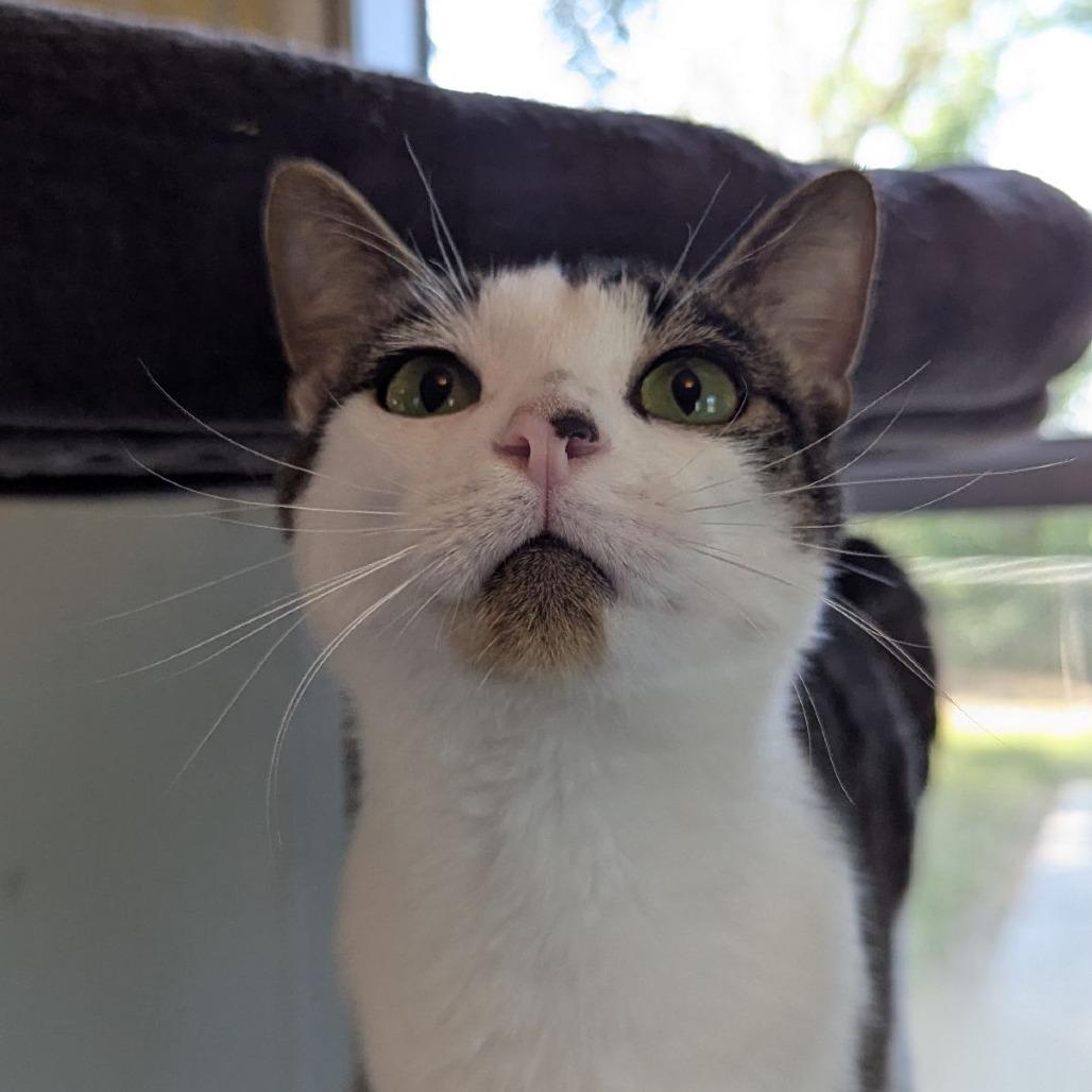 Adam Sandler, Adoptable, Young Male Domestic Short Hair & Tabby.