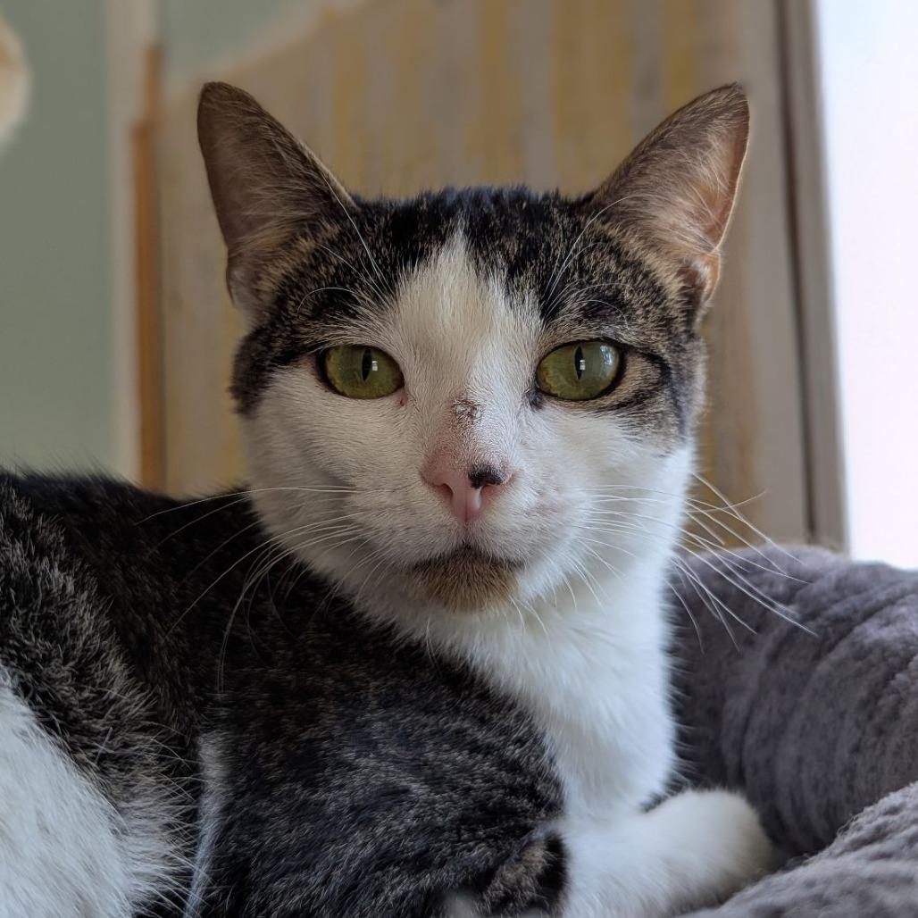 Adam Sandler, a Adoptable mixed breed in Ocala, FL image 2/4