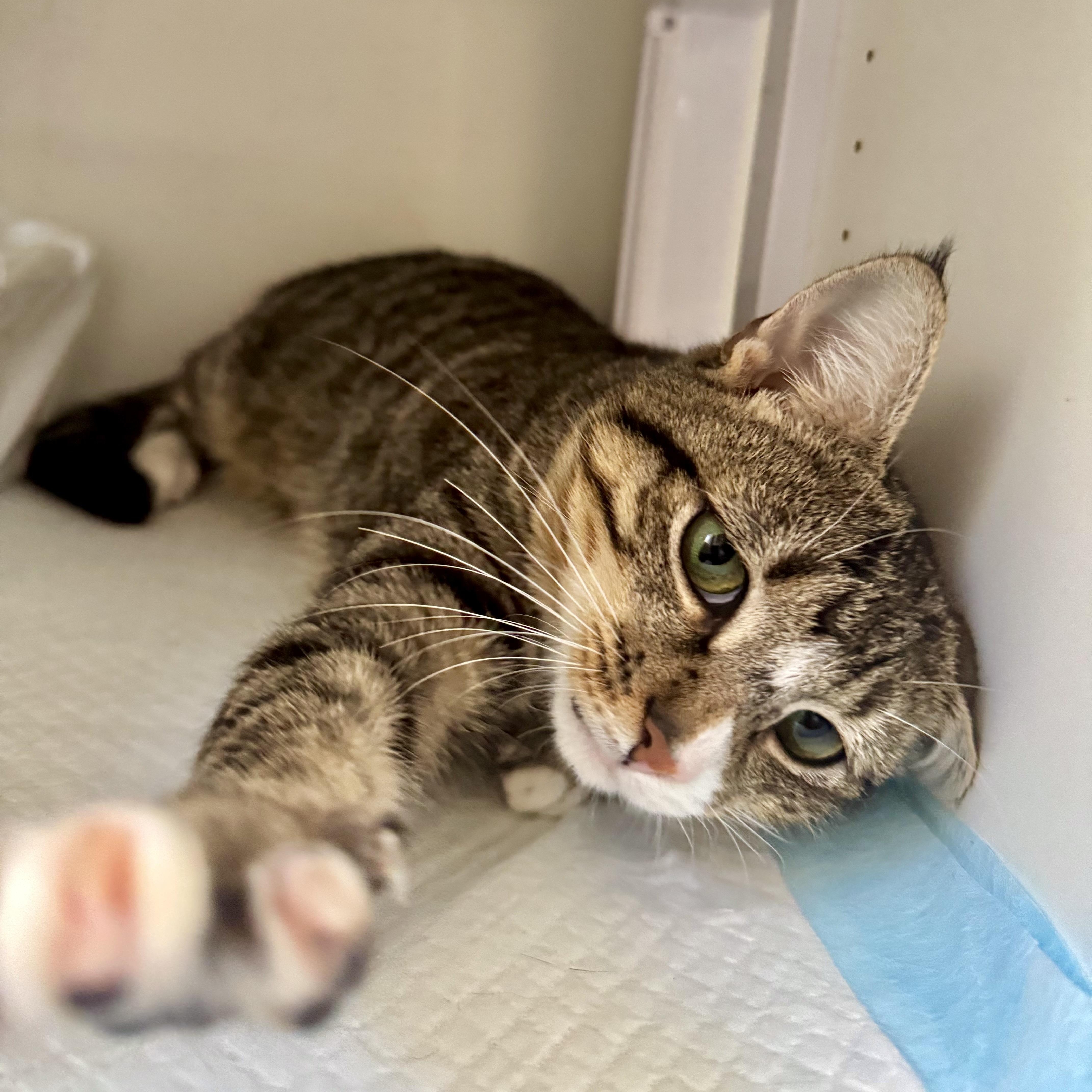 Nutmeg, Adoptable, Young Male Domestic Short Hair.