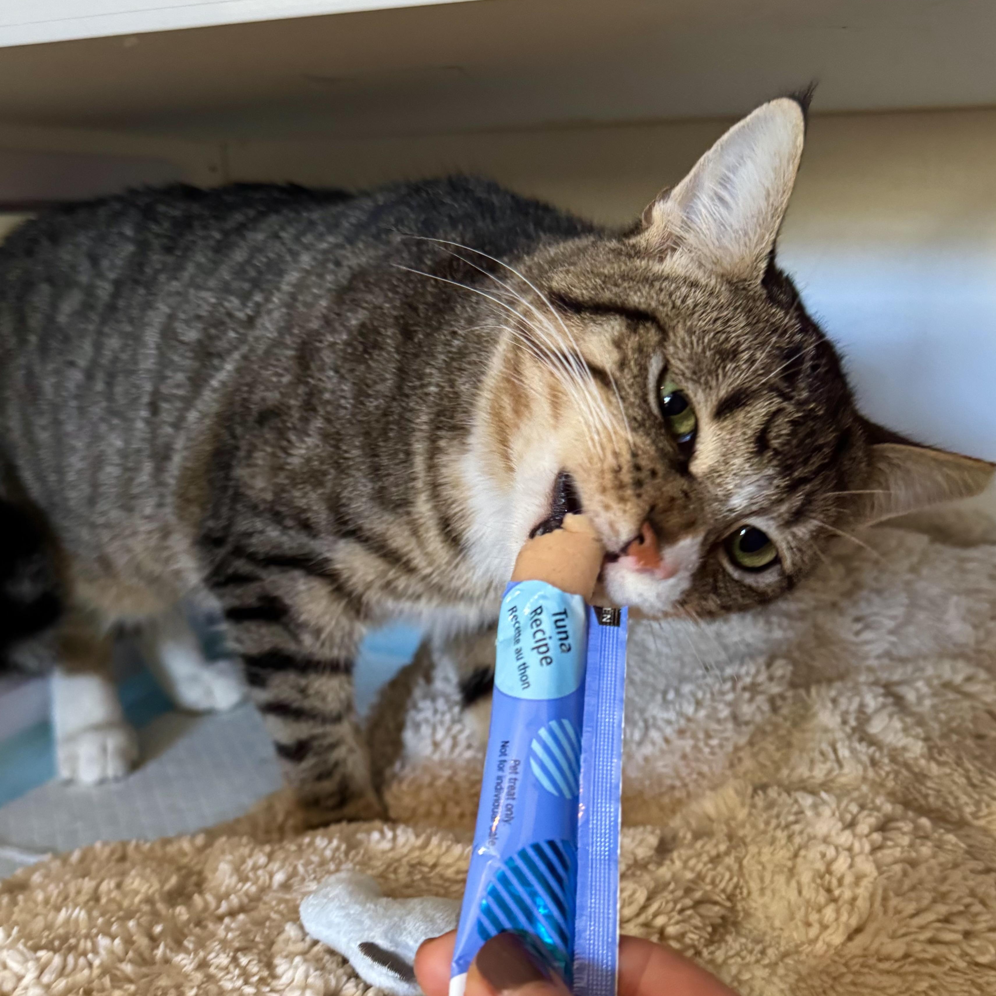 Enlarge Nutmeg, a Adoptable Domestic Short Hair in Ramsey, NJ image 3/5