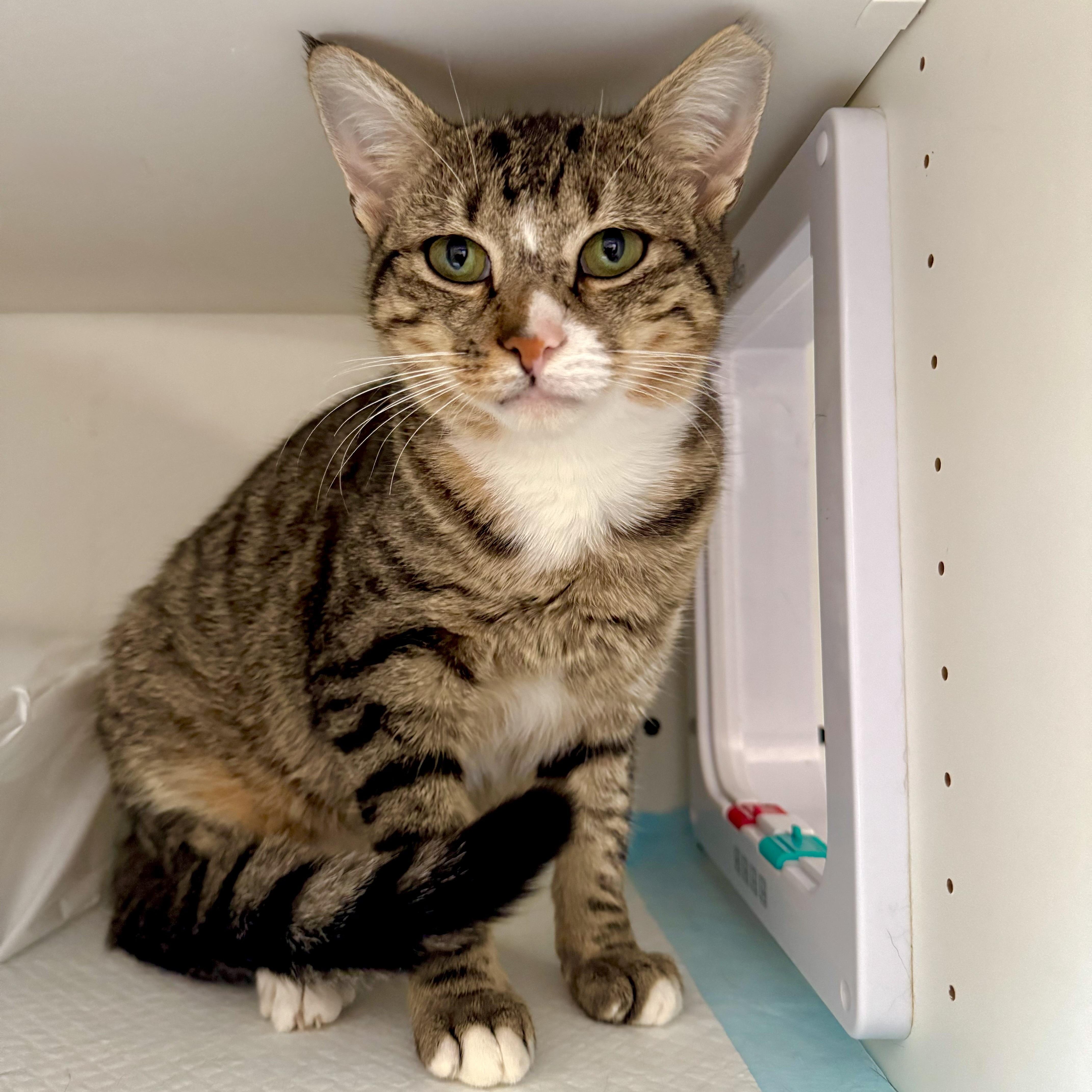 Enlarge Nutmeg, a Adoptable Domestic Short Hair in Ramsey, NJ image 5/5