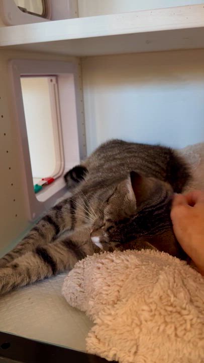 Enlarge Nutmeg, a Adoptable Domestic Short Hair in Ramsey, NJ video 4/5