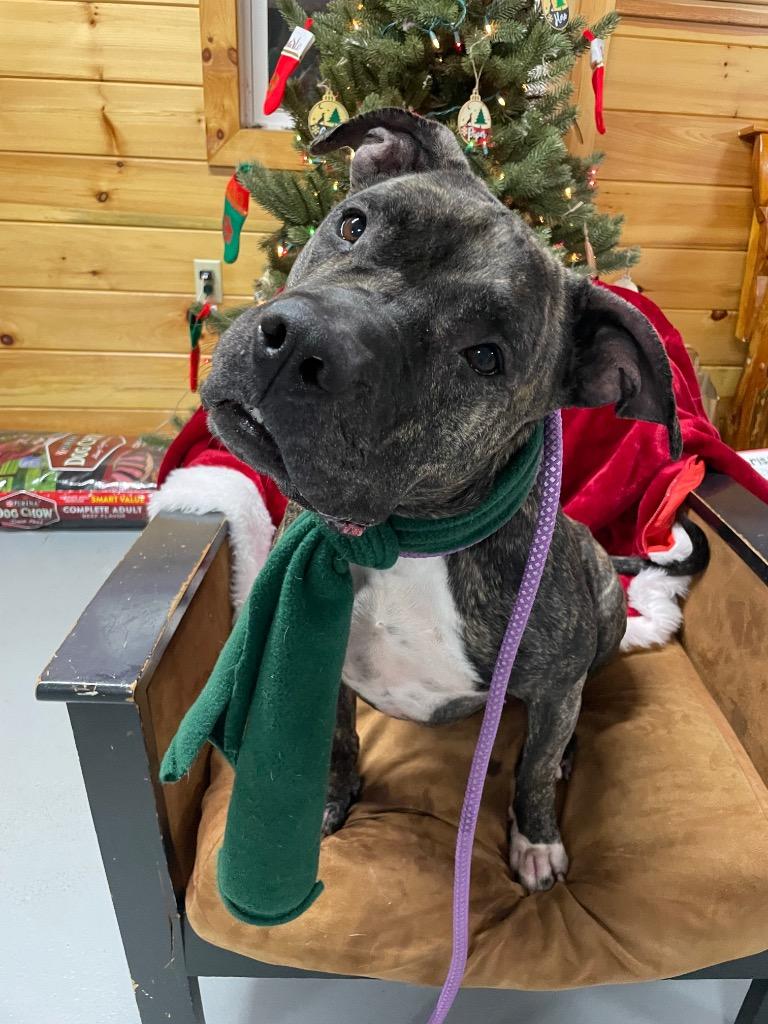 Ava, Adoptable, Adult Female Pit Bull Terrier.