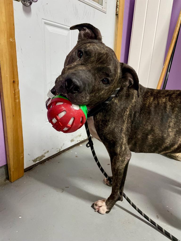 Enlarge Ava, a Adoptable Pit Bull Terrier in Glenfield, NY image 2/6