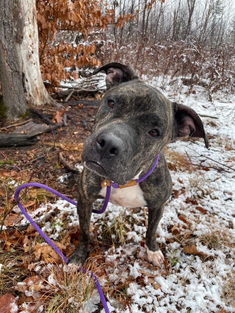 Enlarge Ava, a Adoptable Pit Bull Terrier in Glenfield, NY image 3/6