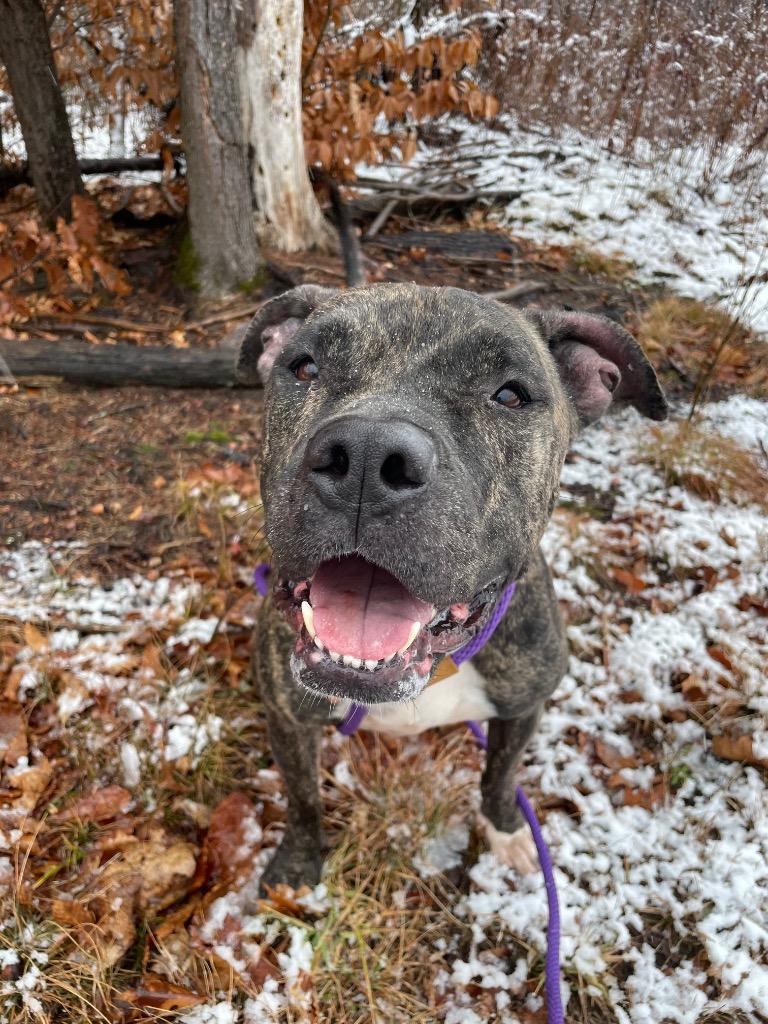 Enlarge Ava, a Adoptable Pit Bull Terrier in Glenfield, NY image 4/6