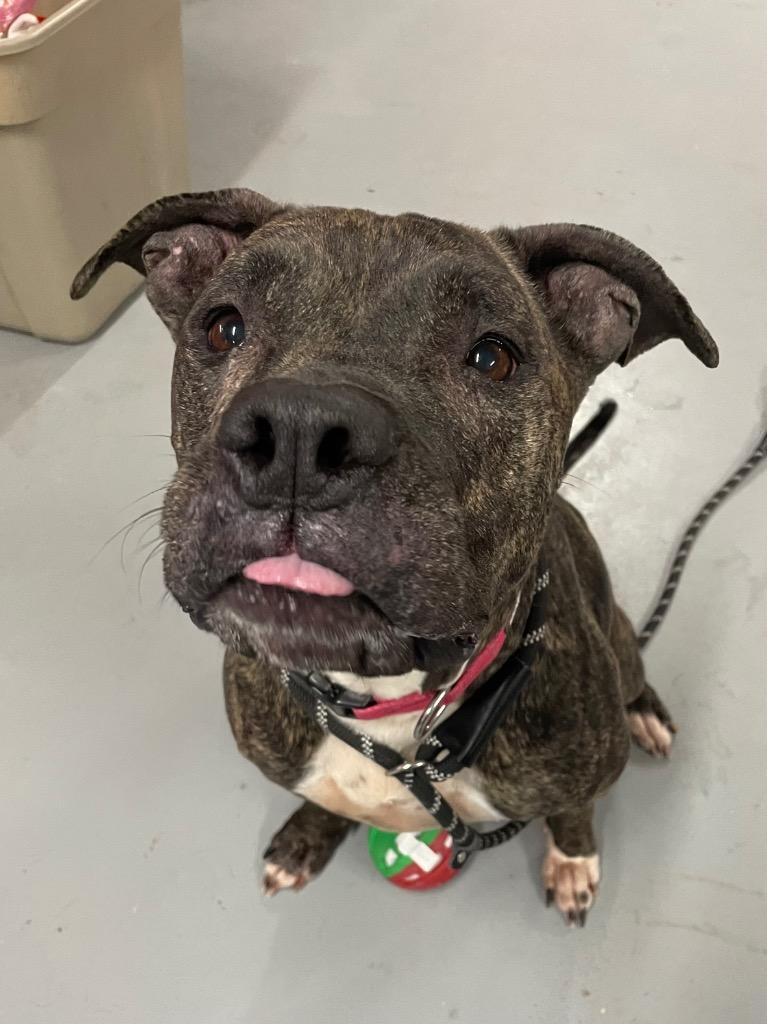 Enlarge Ava, a Adoptable Pit Bull Terrier in Glenfield, NY image 5/6