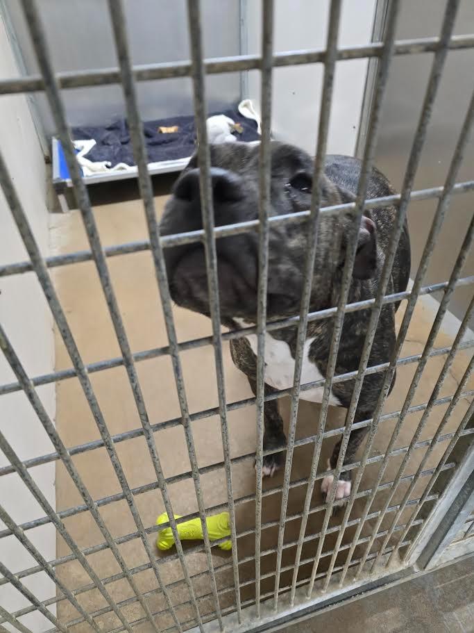 Enlarge Ava, a Adoptable Pit Bull Terrier in Glenfield, NY image 6/6