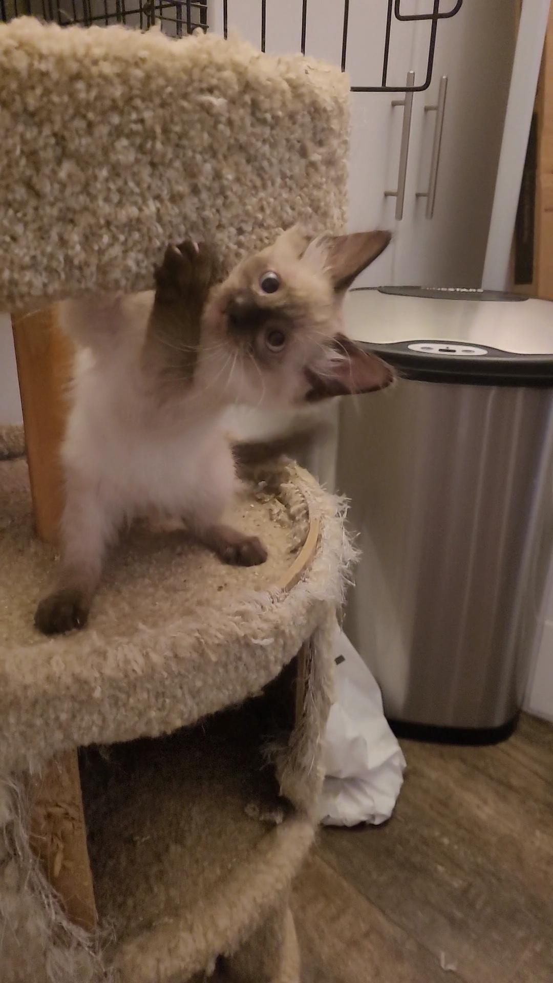 GOOBER, Adoptable, Kitten Male Ragamuffin & Siamese.