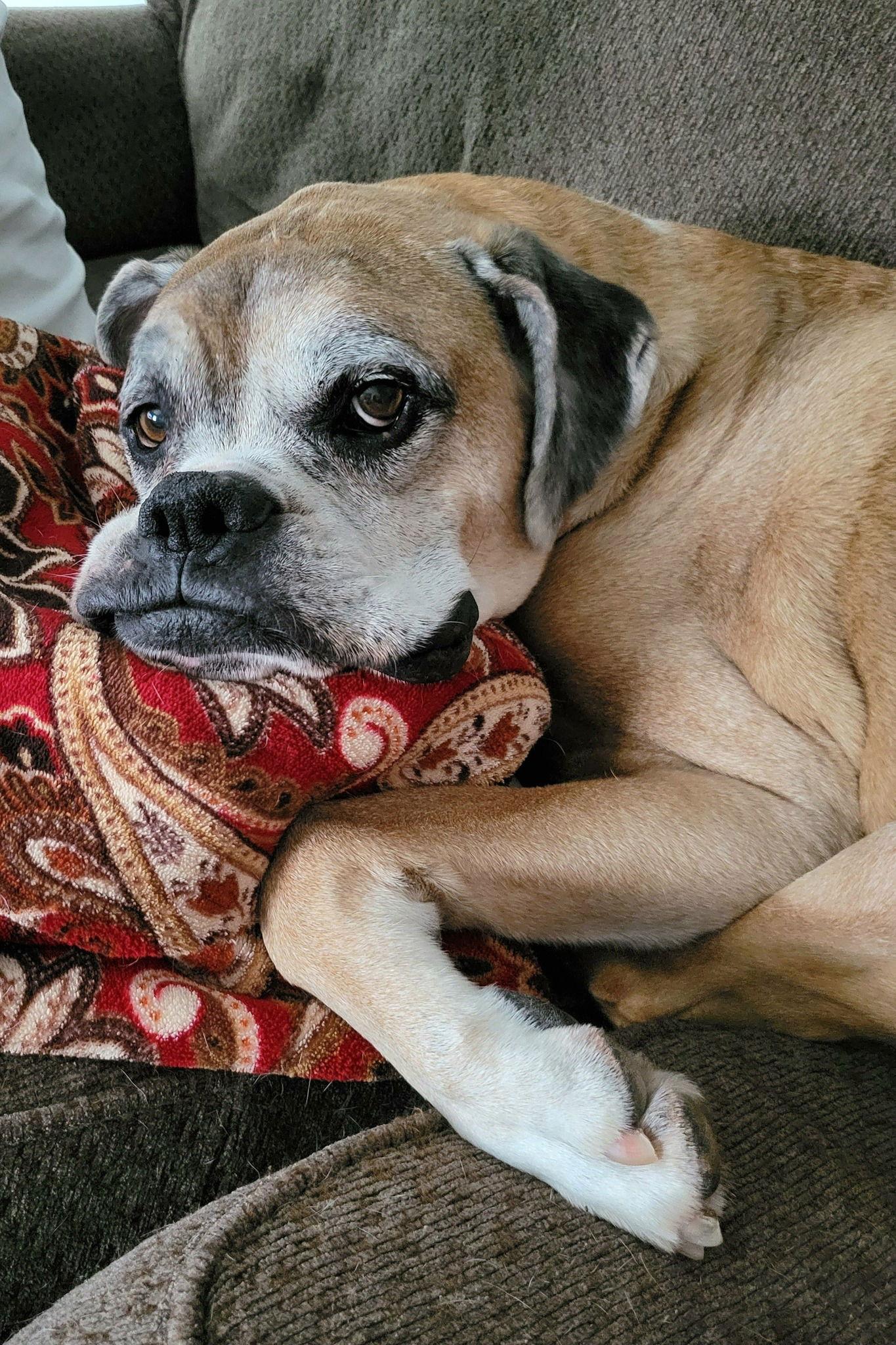 Enlarge Brutus, a Adoptable Boxer in Shakopee, MN image 1/3