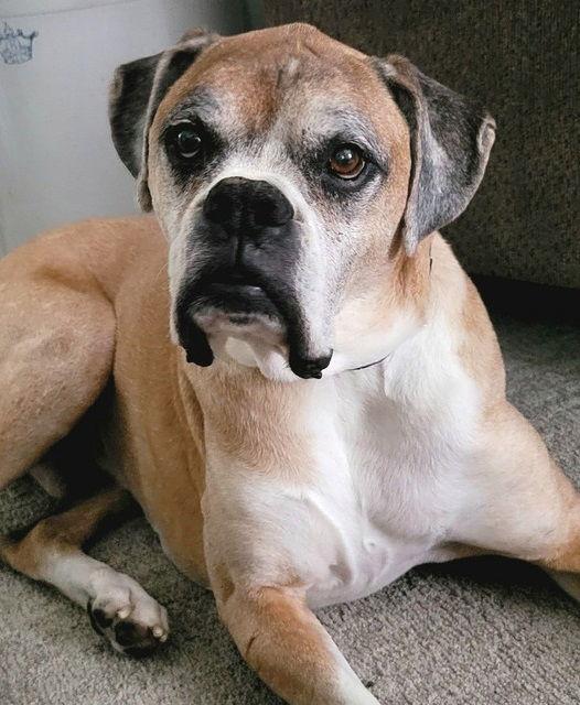 Enlarge Brutus, a Adoptable Boxer in Shakopee, MN image 2/3