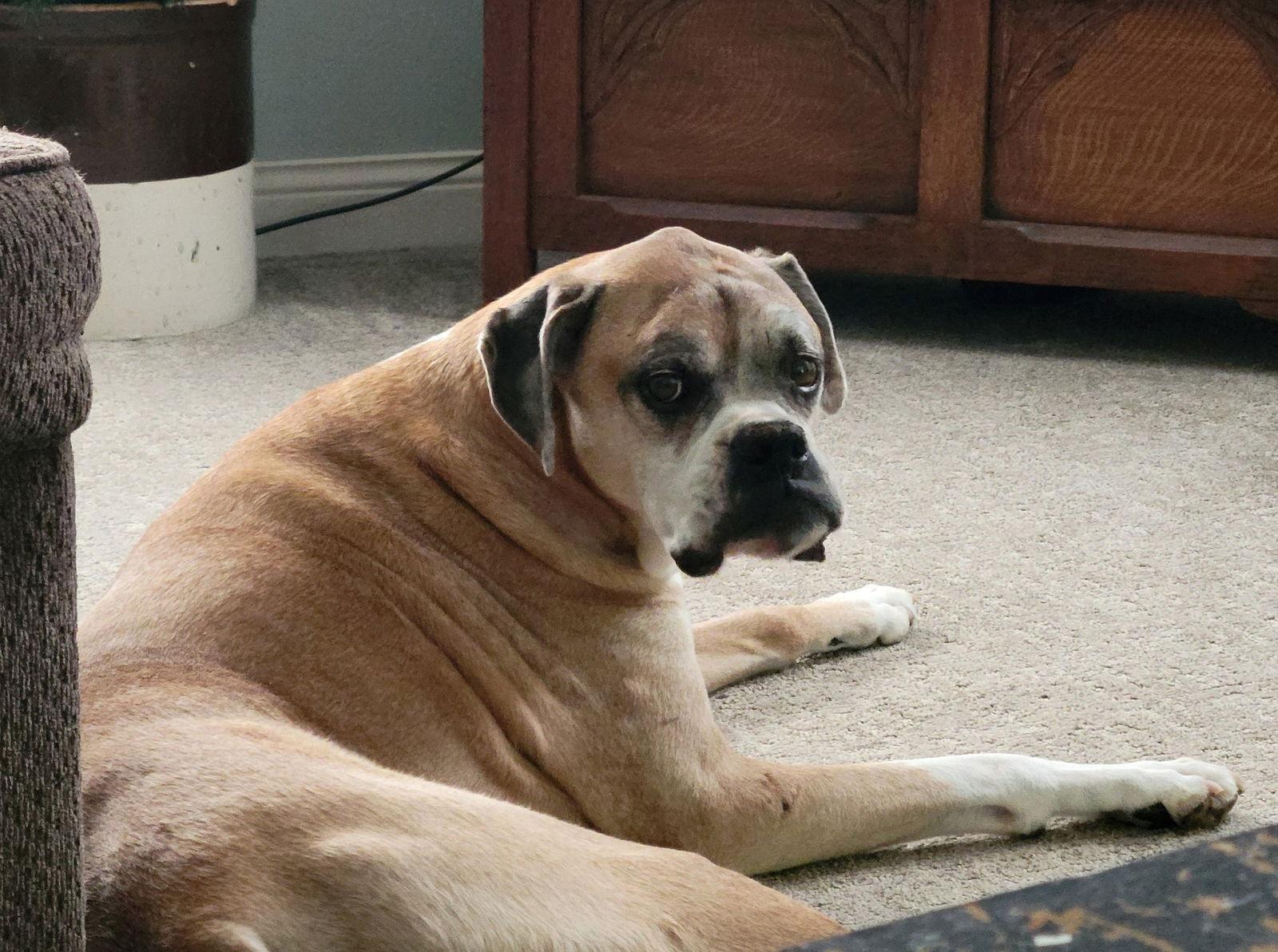 Enlarge Brutus, a Adoptable Boxer in Shakopee, MN image 3/3