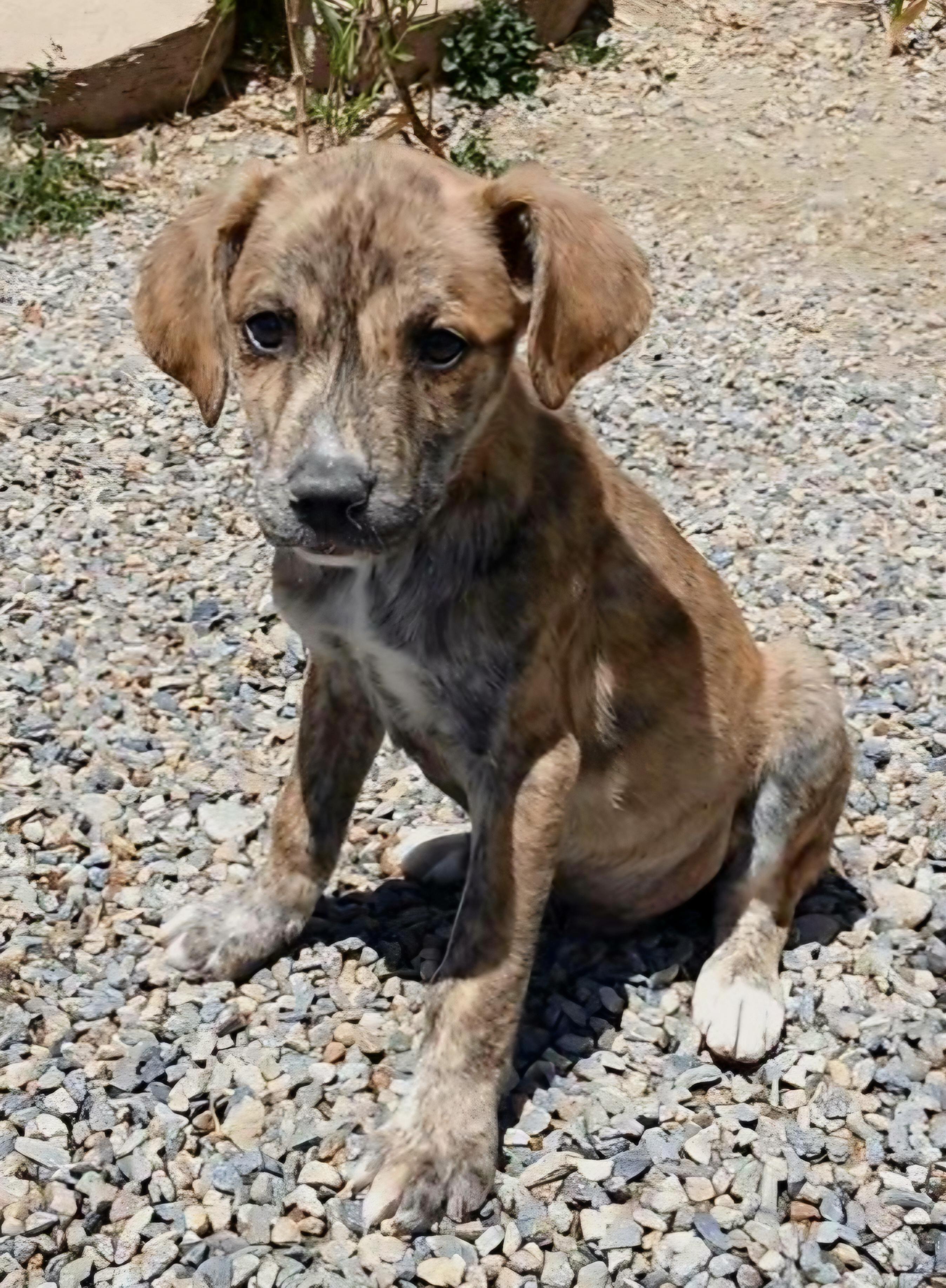 Rigel, adopted, Puppy Male German Shorthaired Pointer & Hound.